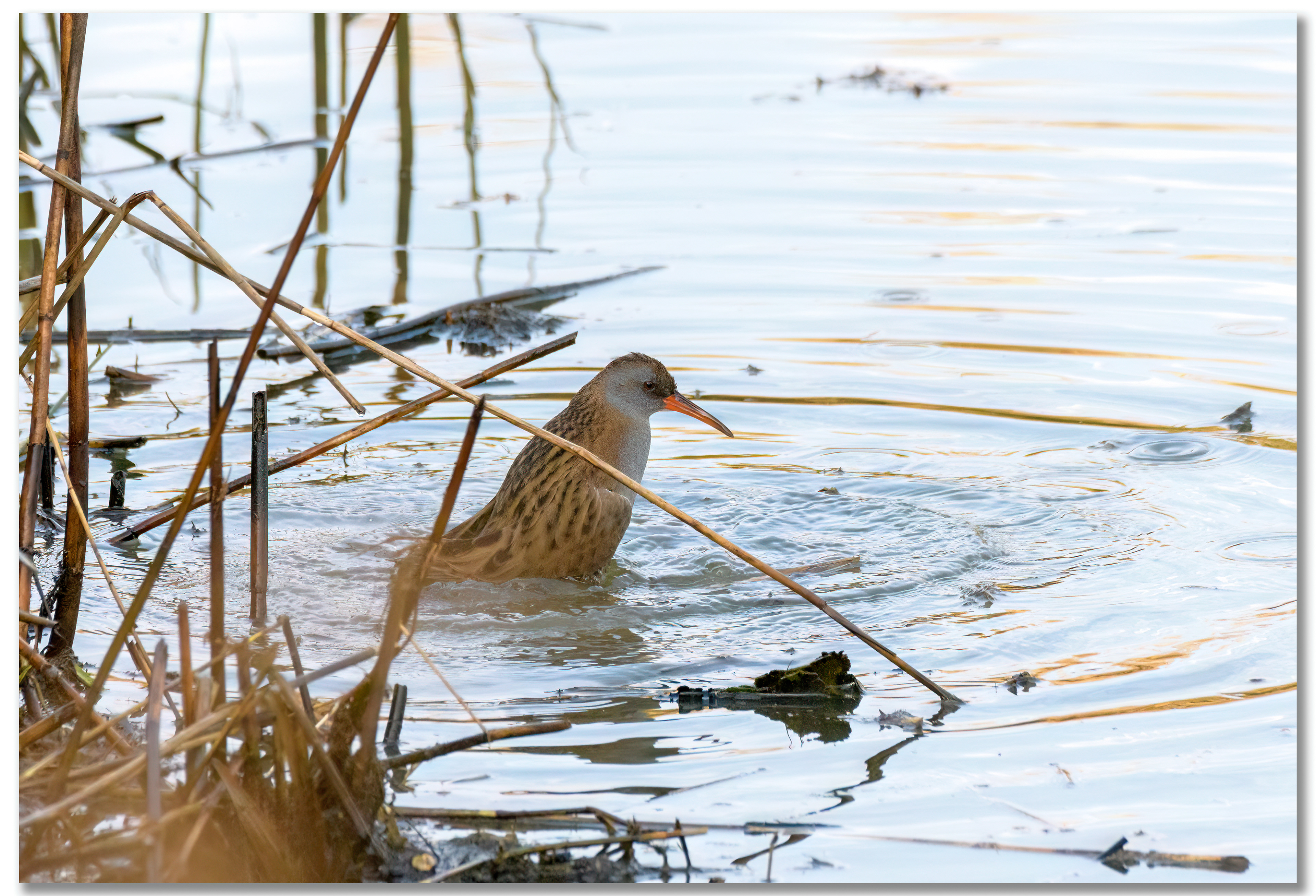 Râle d'eau - Rallus Aquaticus