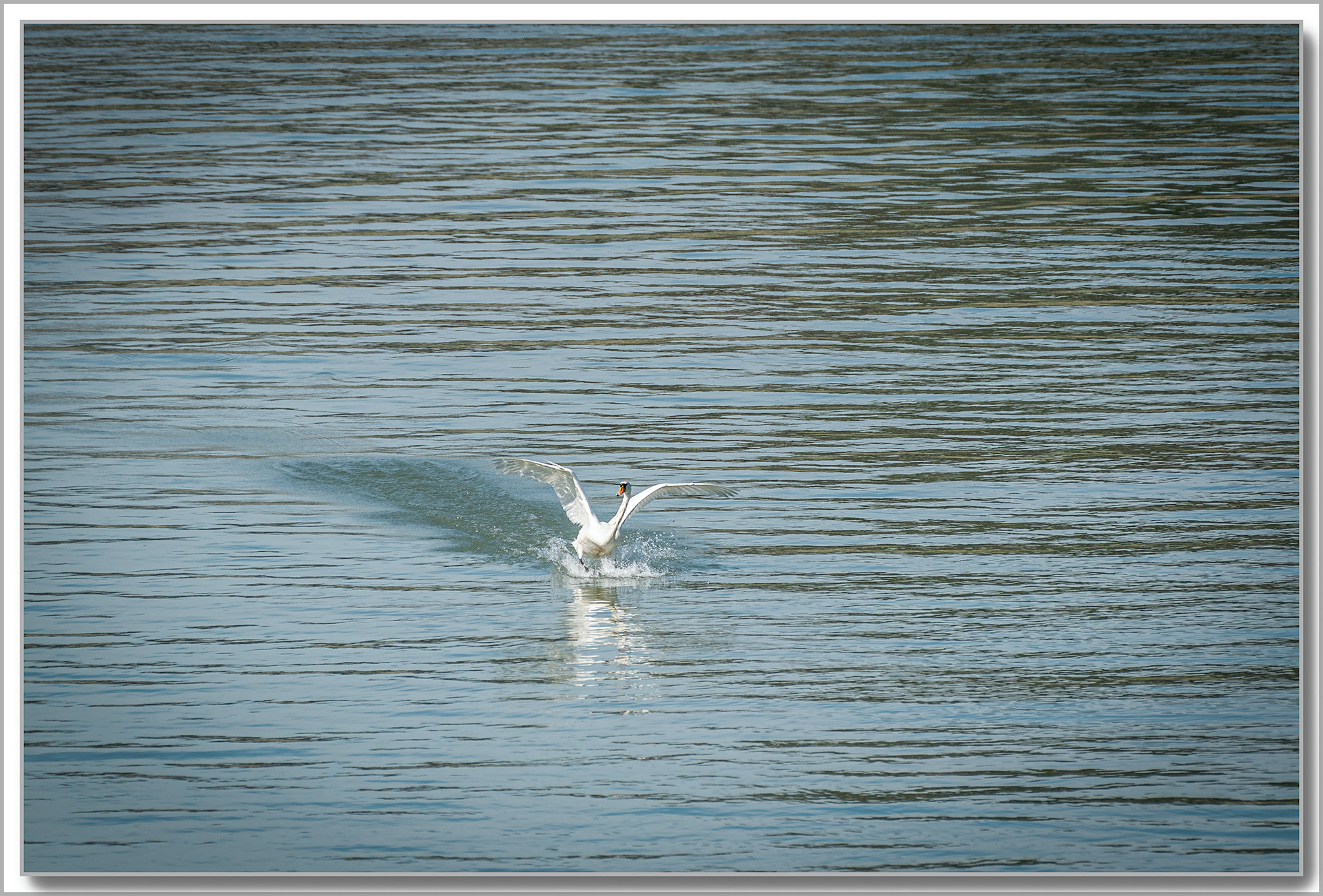 Cygne tuberculé - Cygnus olor