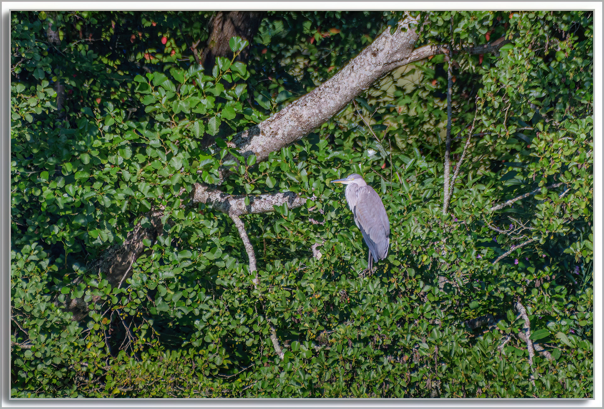 Héron cendré - Ardea Cinerea