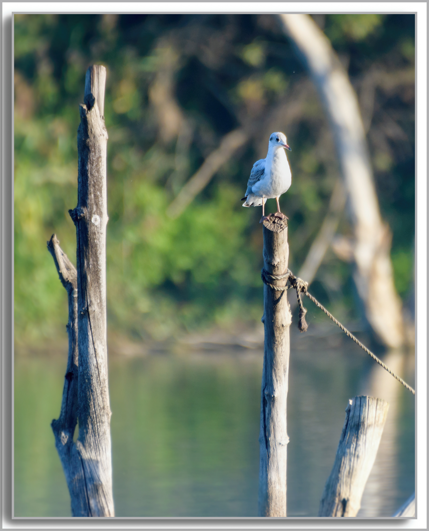 Mouette rieuse - Chroicocephalus ridibundus