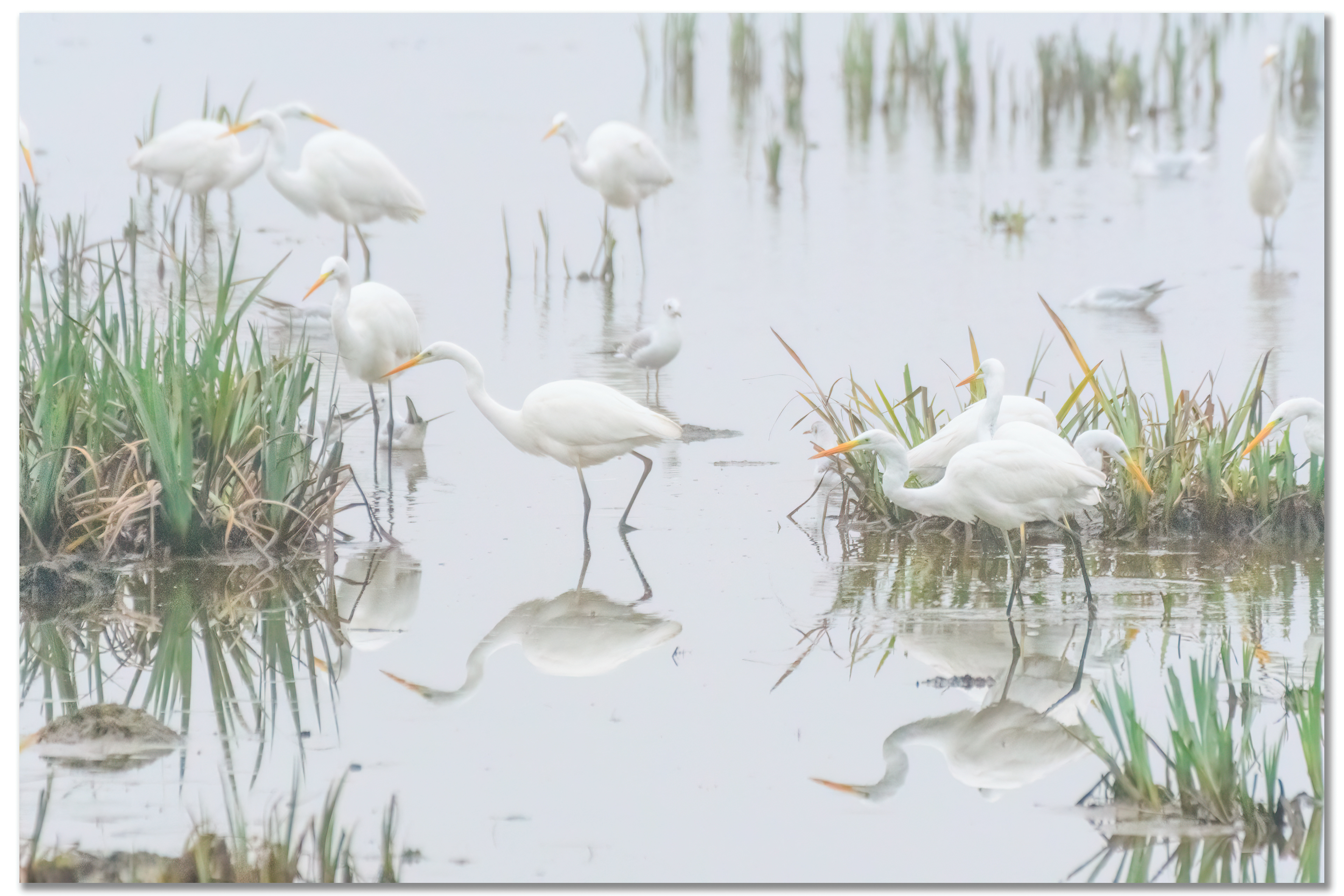 Grande Aigrette - Ardea Alba, Mouette rieuse - Chroicocephalus ridibundus