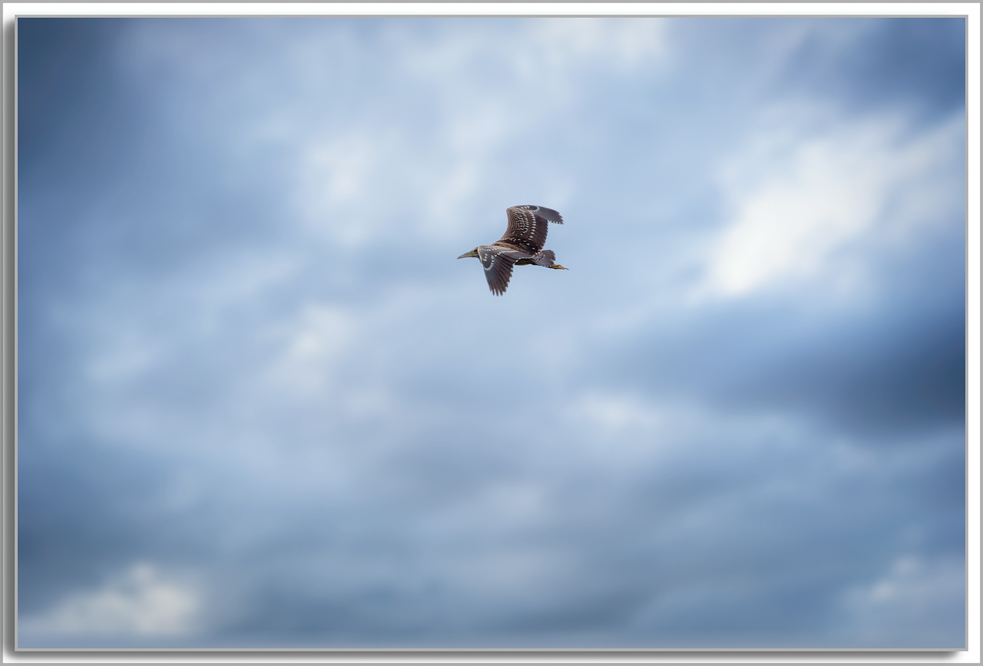 Bihoreau gris - Nycticorax nycticorax