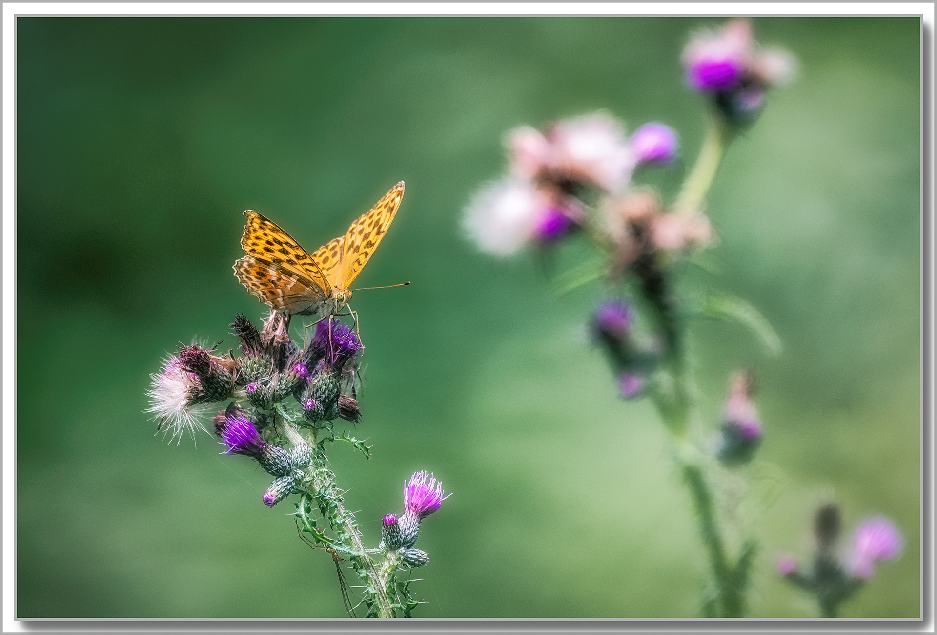 Tabac d'Espagne - Argynnis Paphia