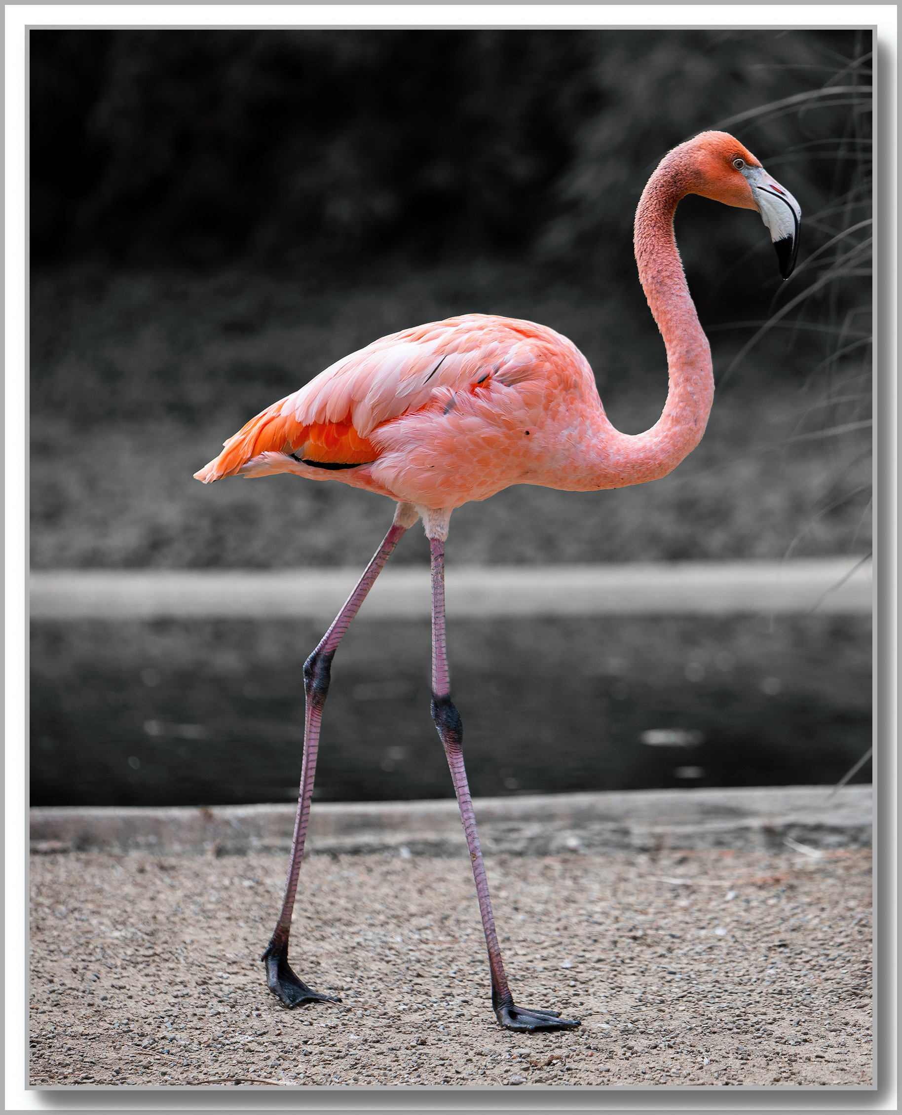 flamant des Caraïbes (Flamant rouge) - Phoenicopterus ruber
