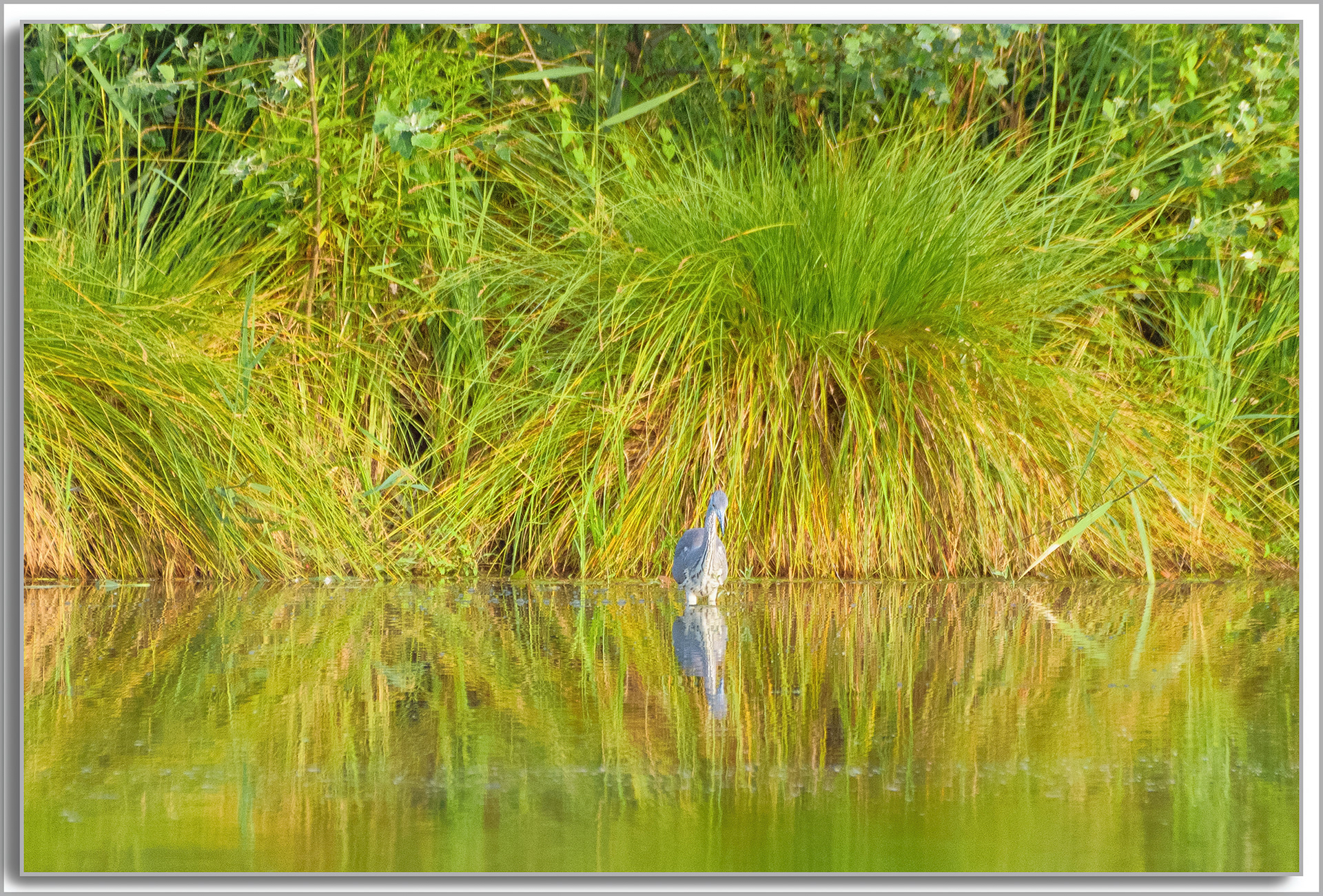 Héron cendré - Ardea Cinerea