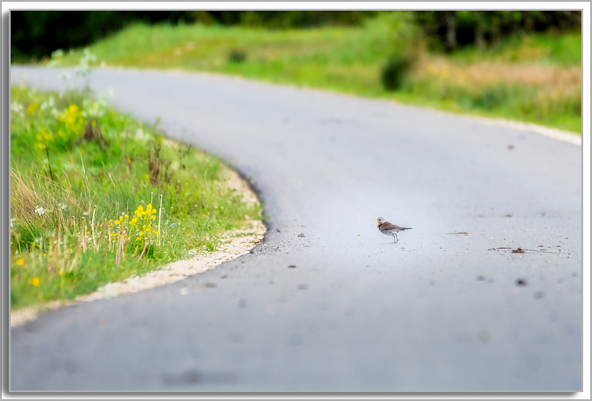 Grive litorne - Turdus pilaris