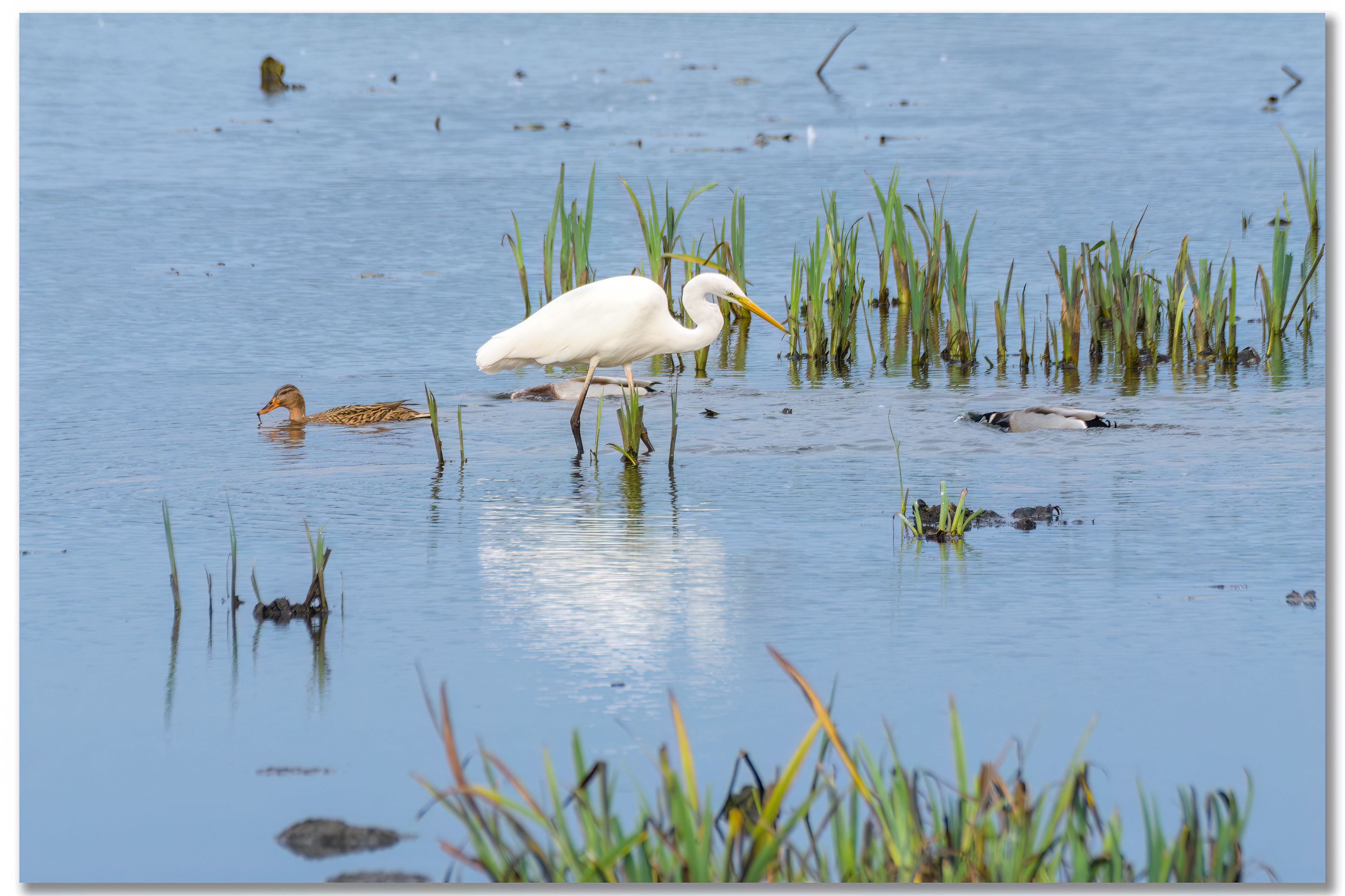 Grande aigrette - Ardea alba