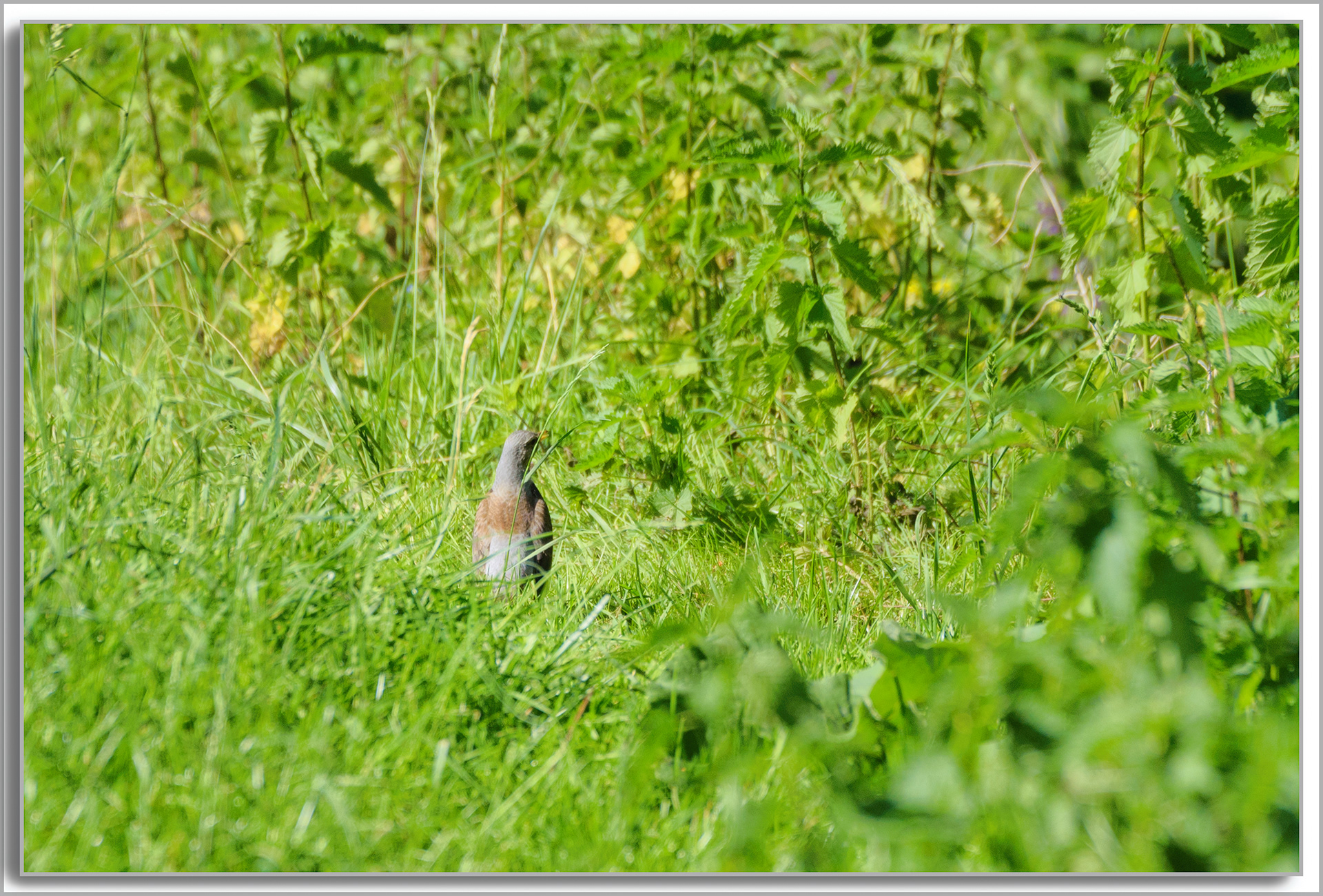Grive litorne - Turdus pilaris