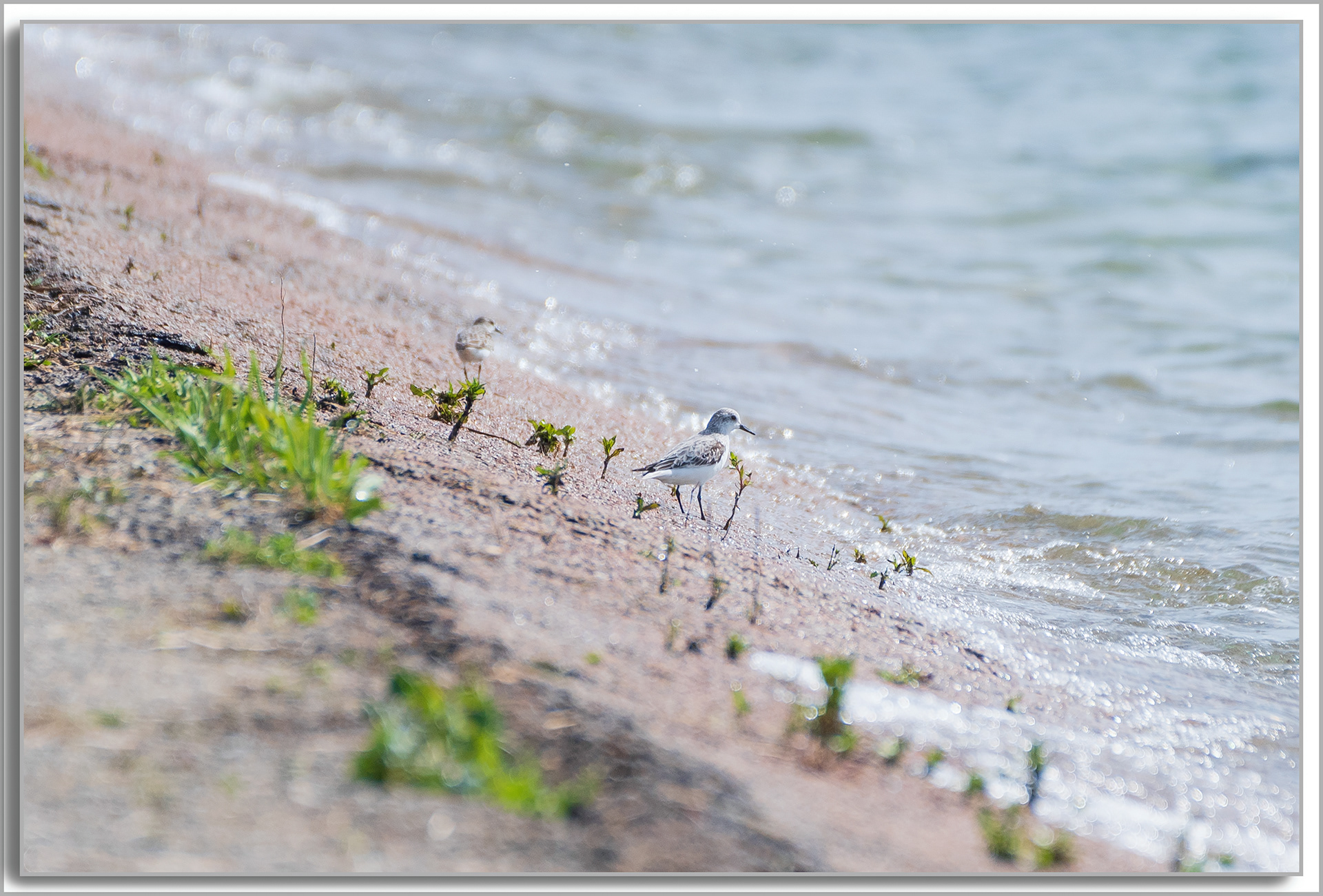 Bécasseau minute - Calidris minuta, Bécasseau Sanderling - Calidris alba