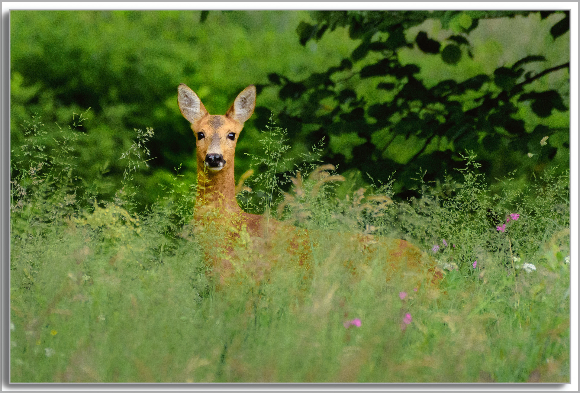Chevreuil - Capreolus capreolus