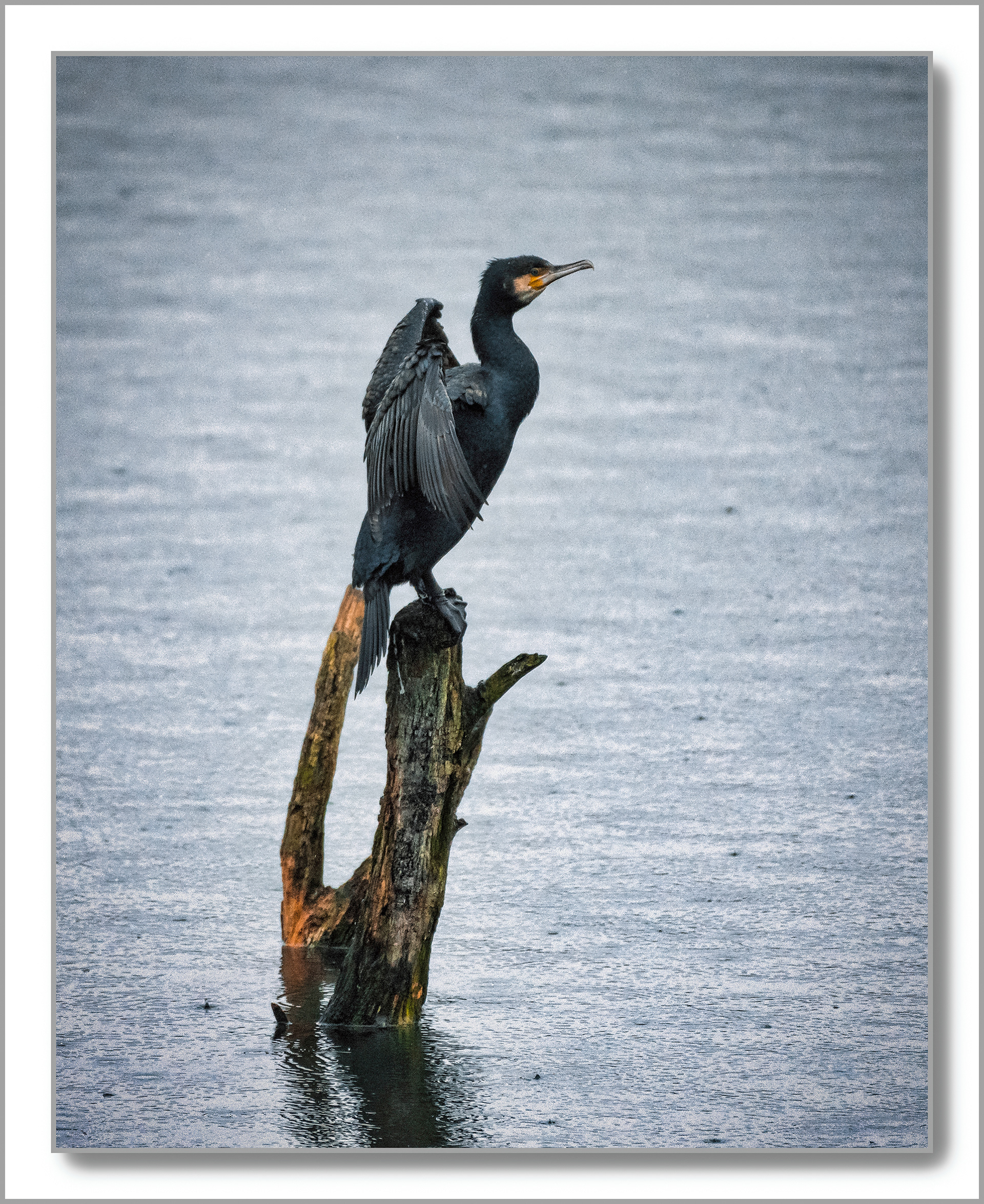 Grand Cormoran - Phalacrocorax carbo