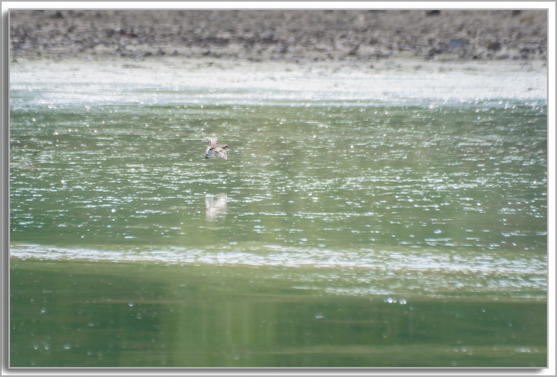 Bécasseau cocorli - Calidris ferruginea