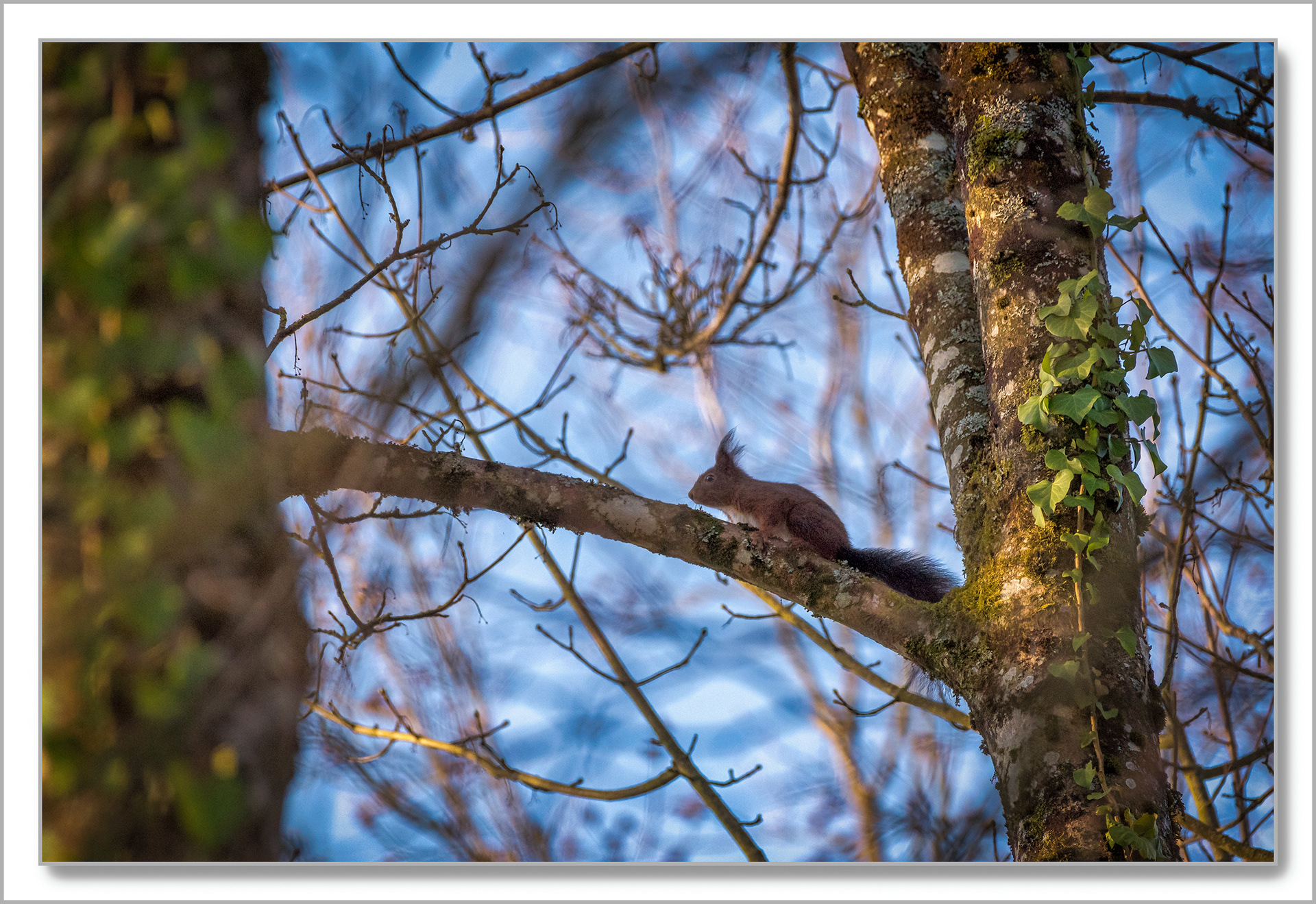 Ecureuil roux d'Europe - Sciurus vulgaris