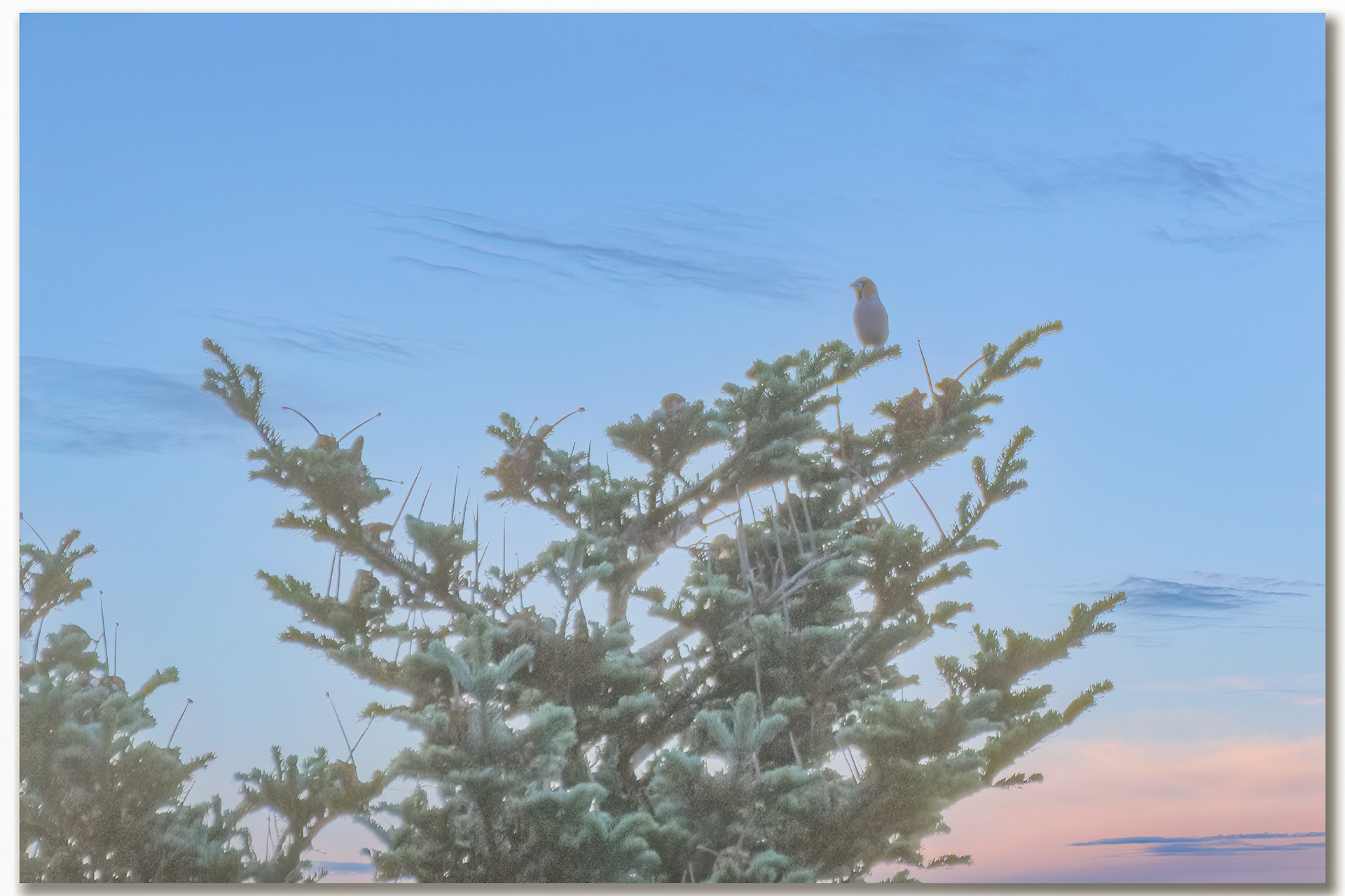 Grosbec casse-noyaux - Coccothraustes coccothraustes