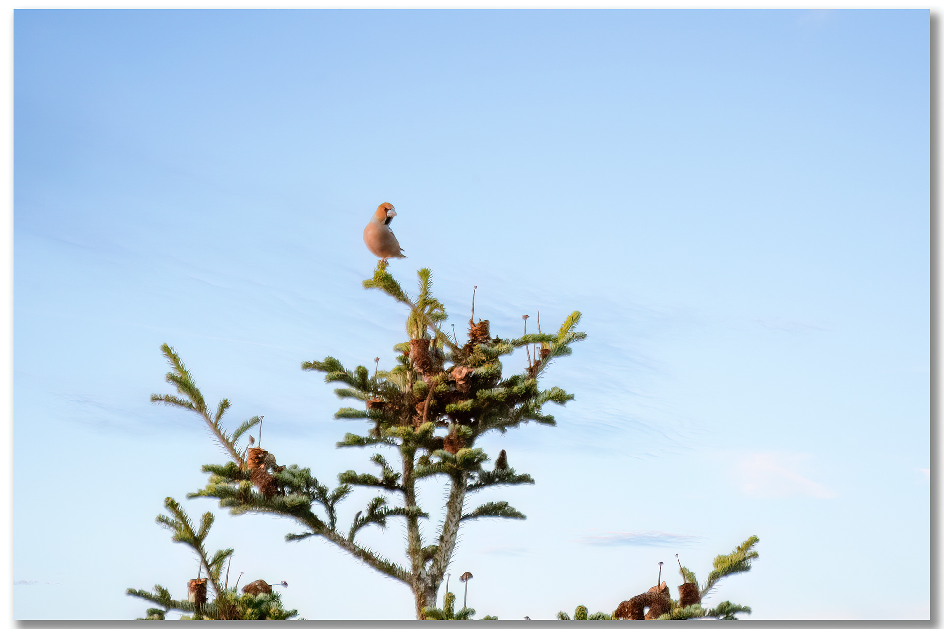 Grosbec casse-noyaux - Coccothraustes coccothraustes