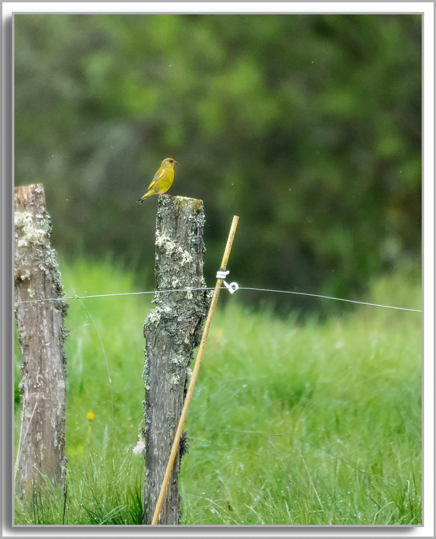 Verdier d'Europe - Chloris Chloris