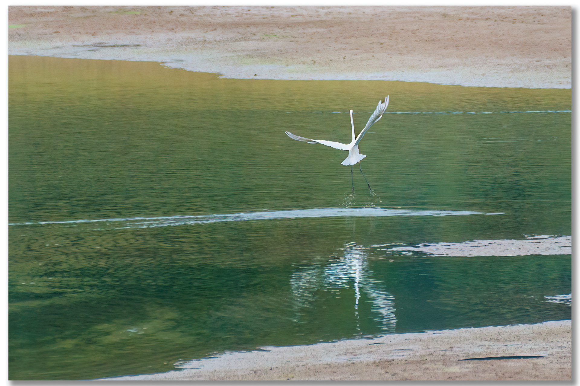Grande Aigrette - Ardea Alba