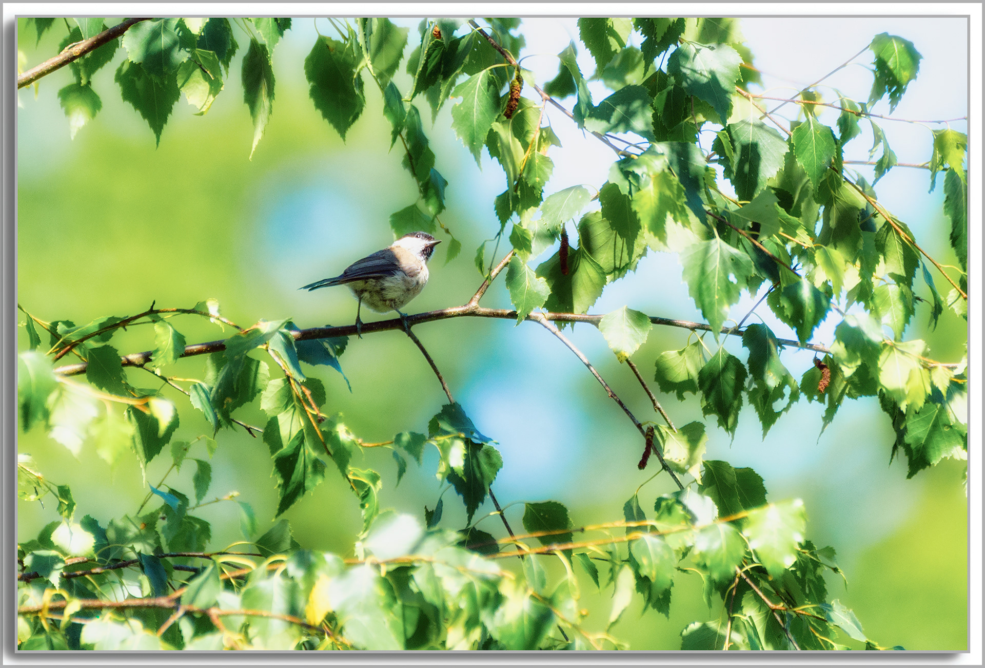 Mésange boréale - Poecile montanus
