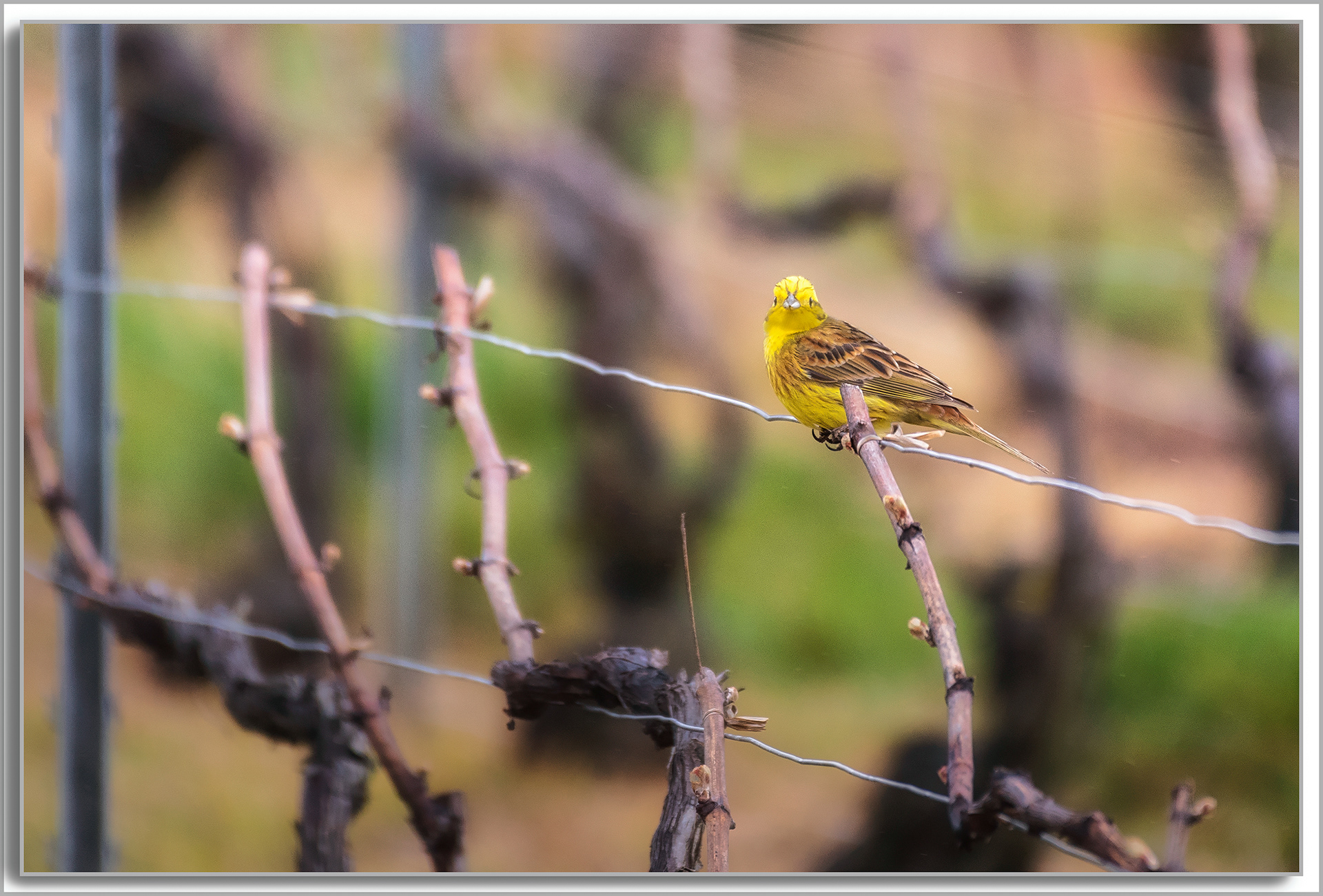 Bruant jaune - Emberiza citrinella
