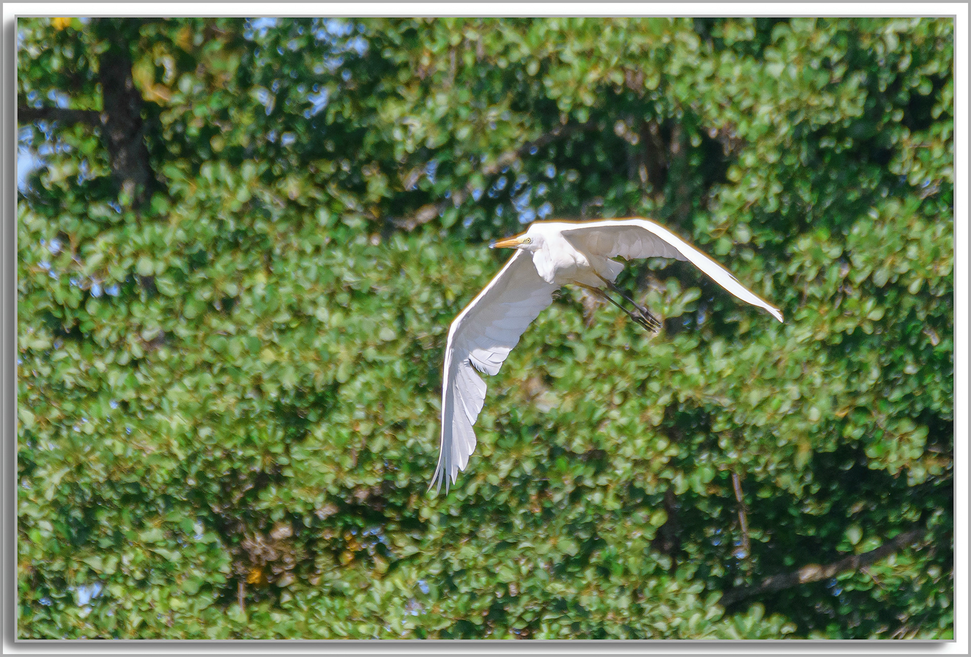 Grande Aigrette - Ardea Alba