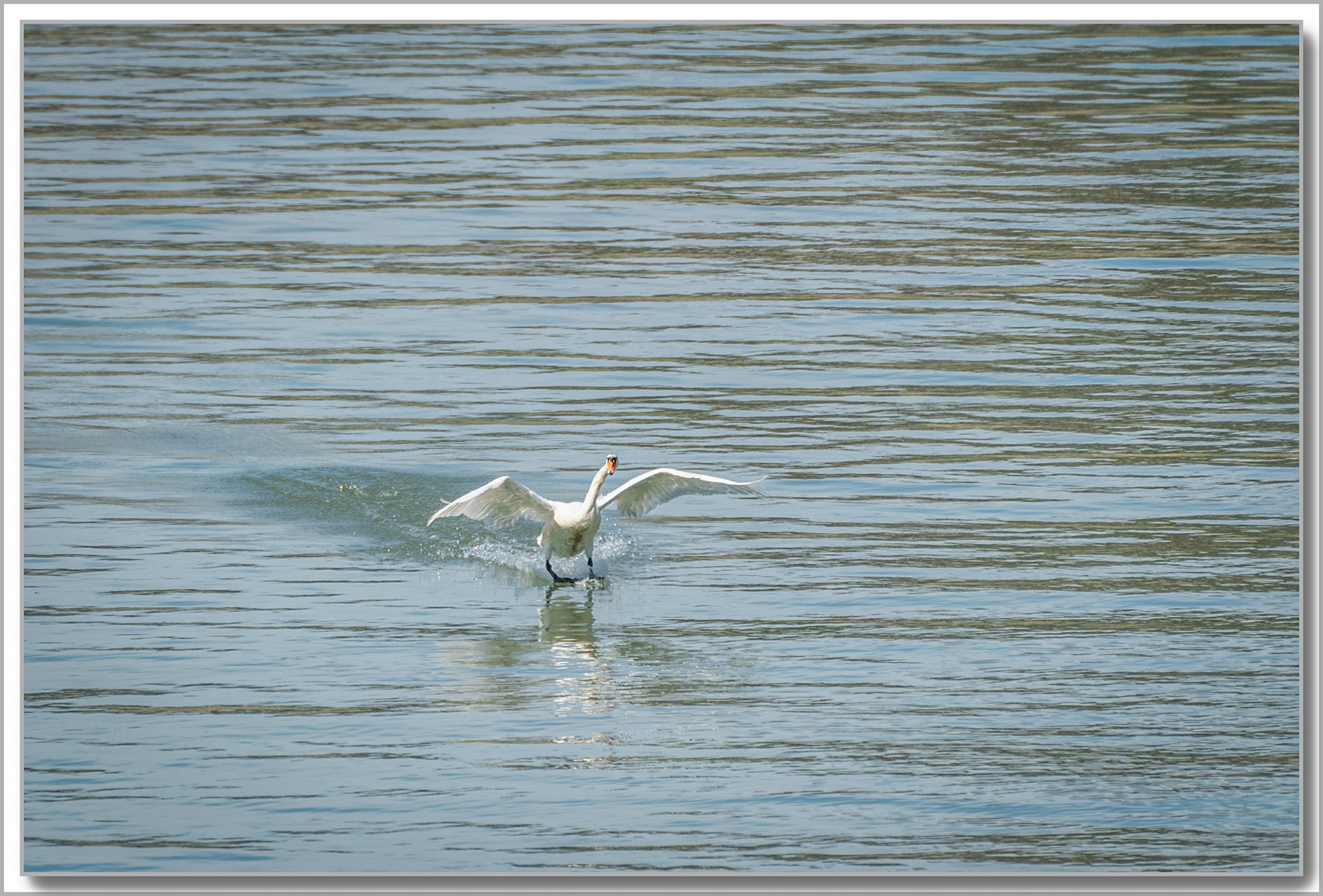 Cygne tuberculé - Cygnus olor