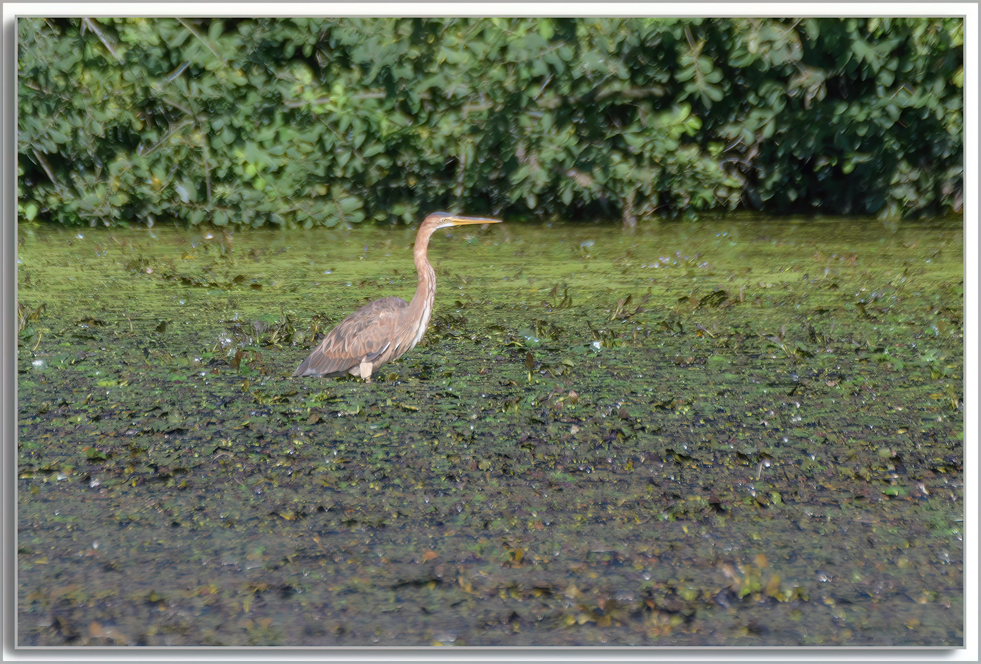 Héron pourpré - Ardea purpurea