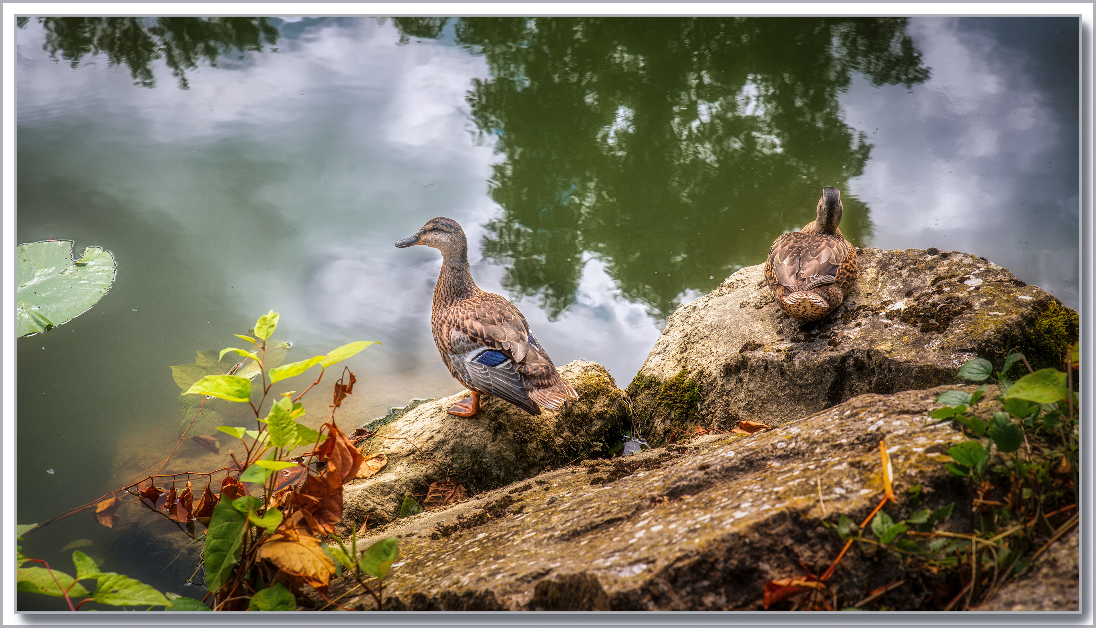 Canard Colvert - Anas platyrhynchos