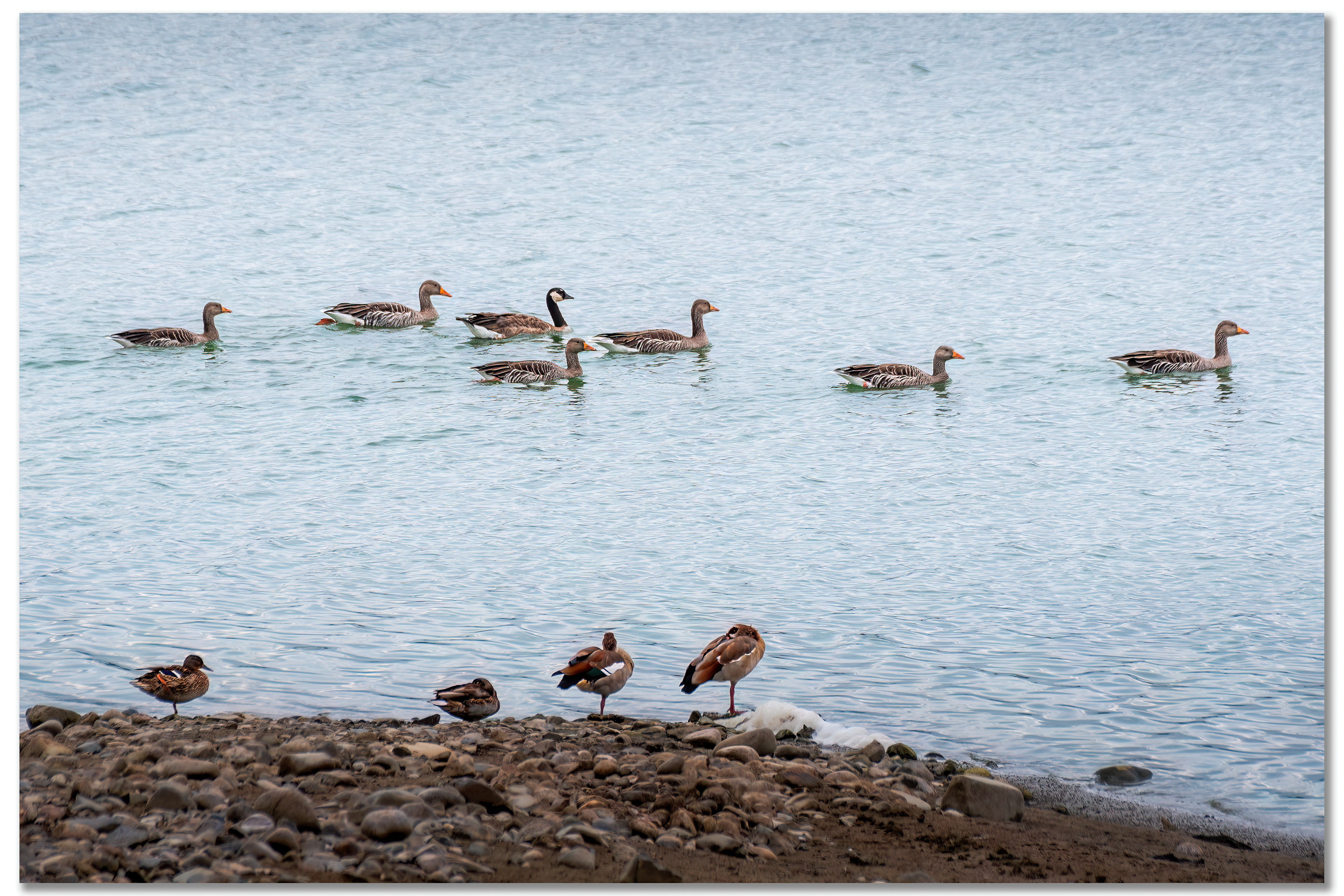 Bernache du Canada - Branta canadensis, Oie cendrée - Anser Anser, Ouette d'Egypte - Alopochen aegyptiaca