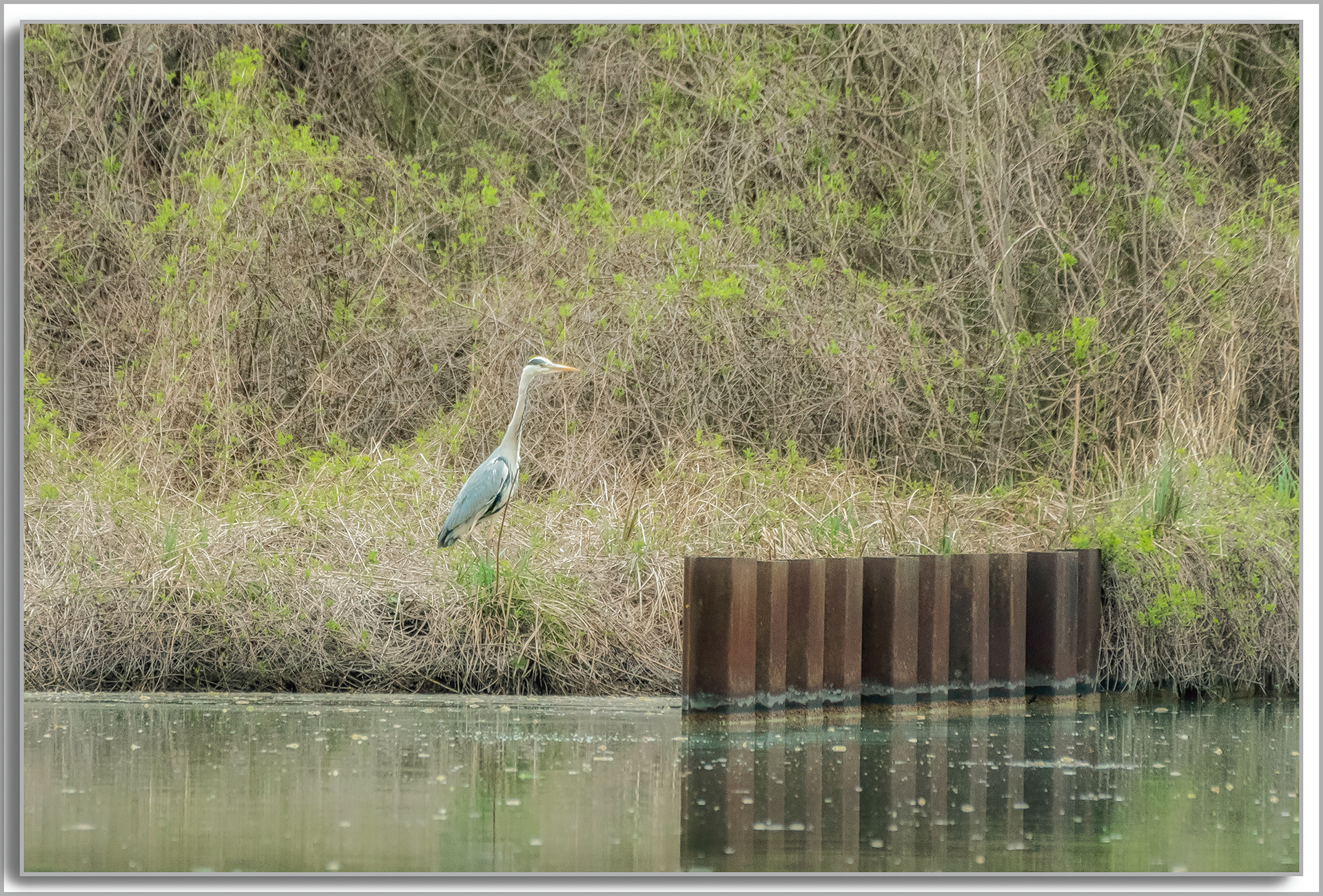 Héron cendré - Ardea Cinerea