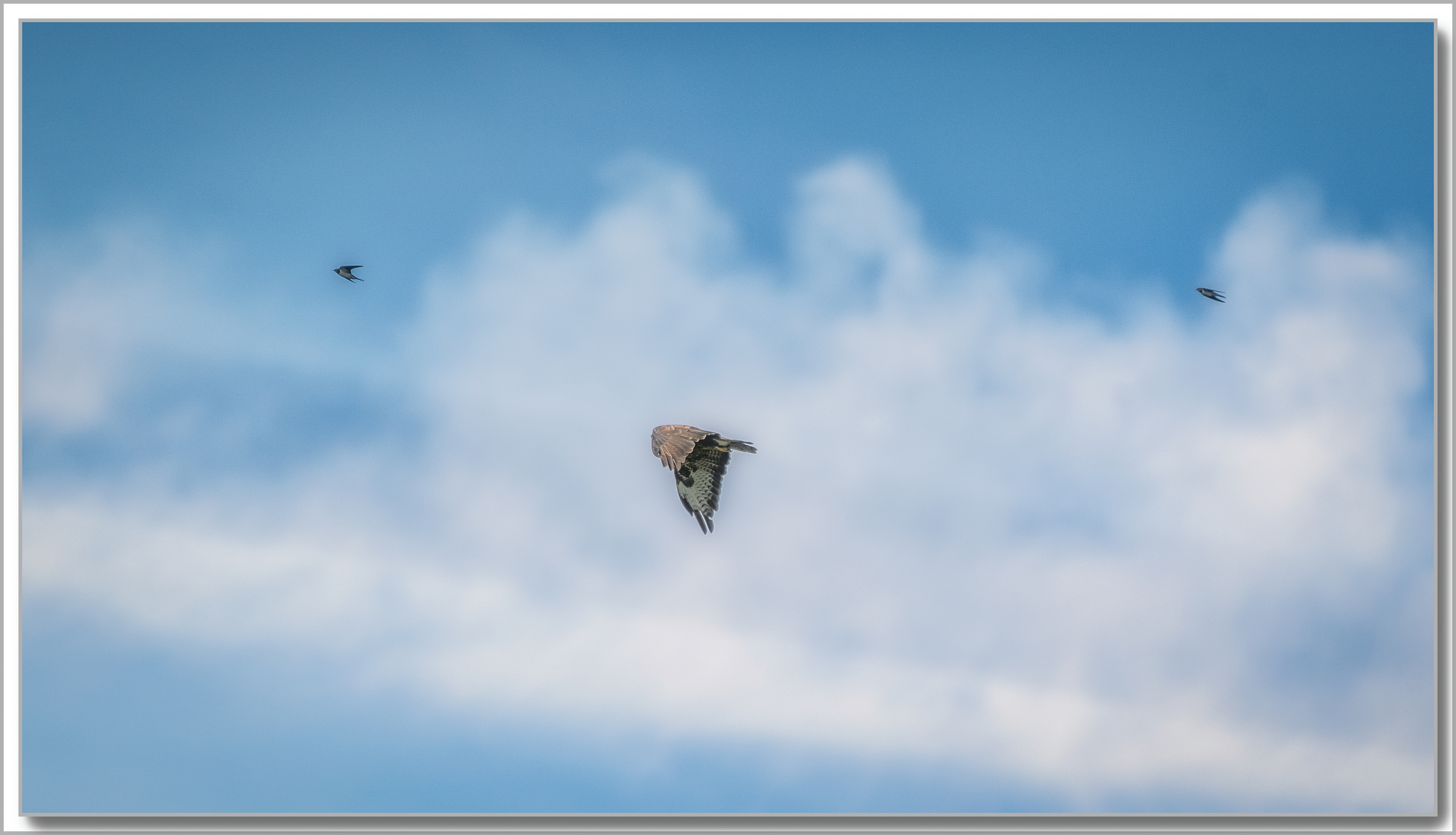 Buse variable (Buteo buteo) escortée par des Hirondelles rustiques - Hirundo Rustica