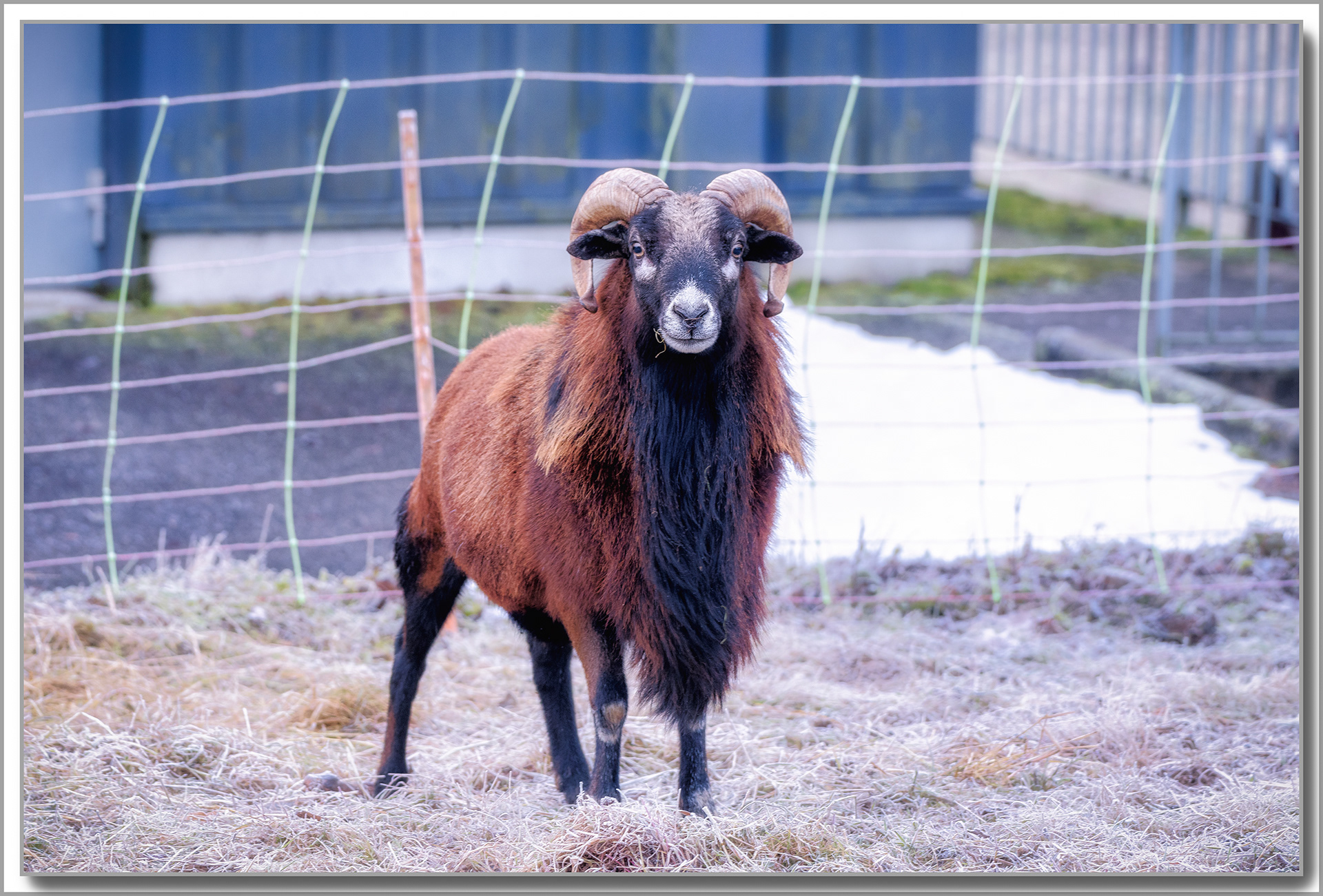 Bouc