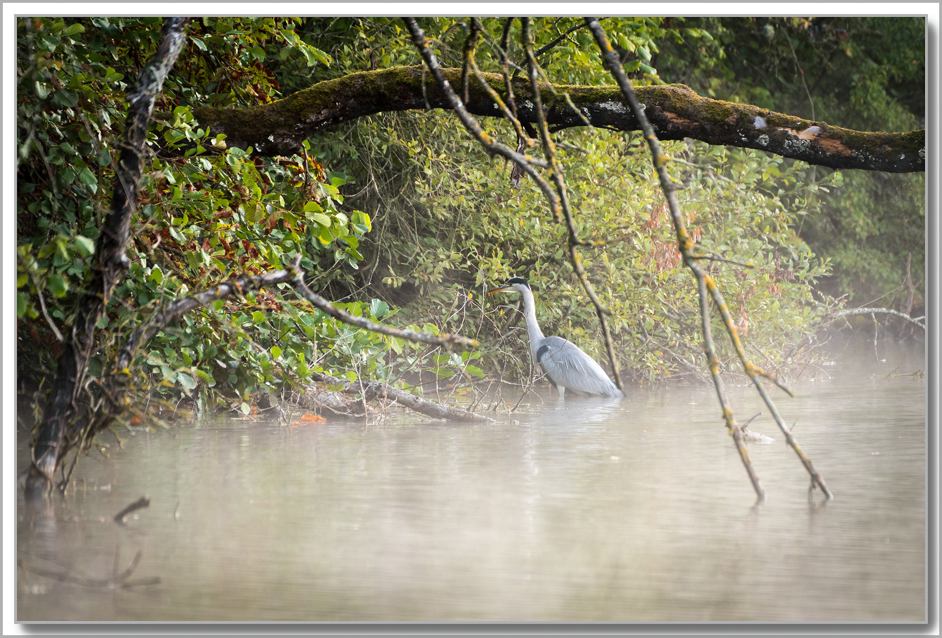 Héron cendré - Ardea Cinerea