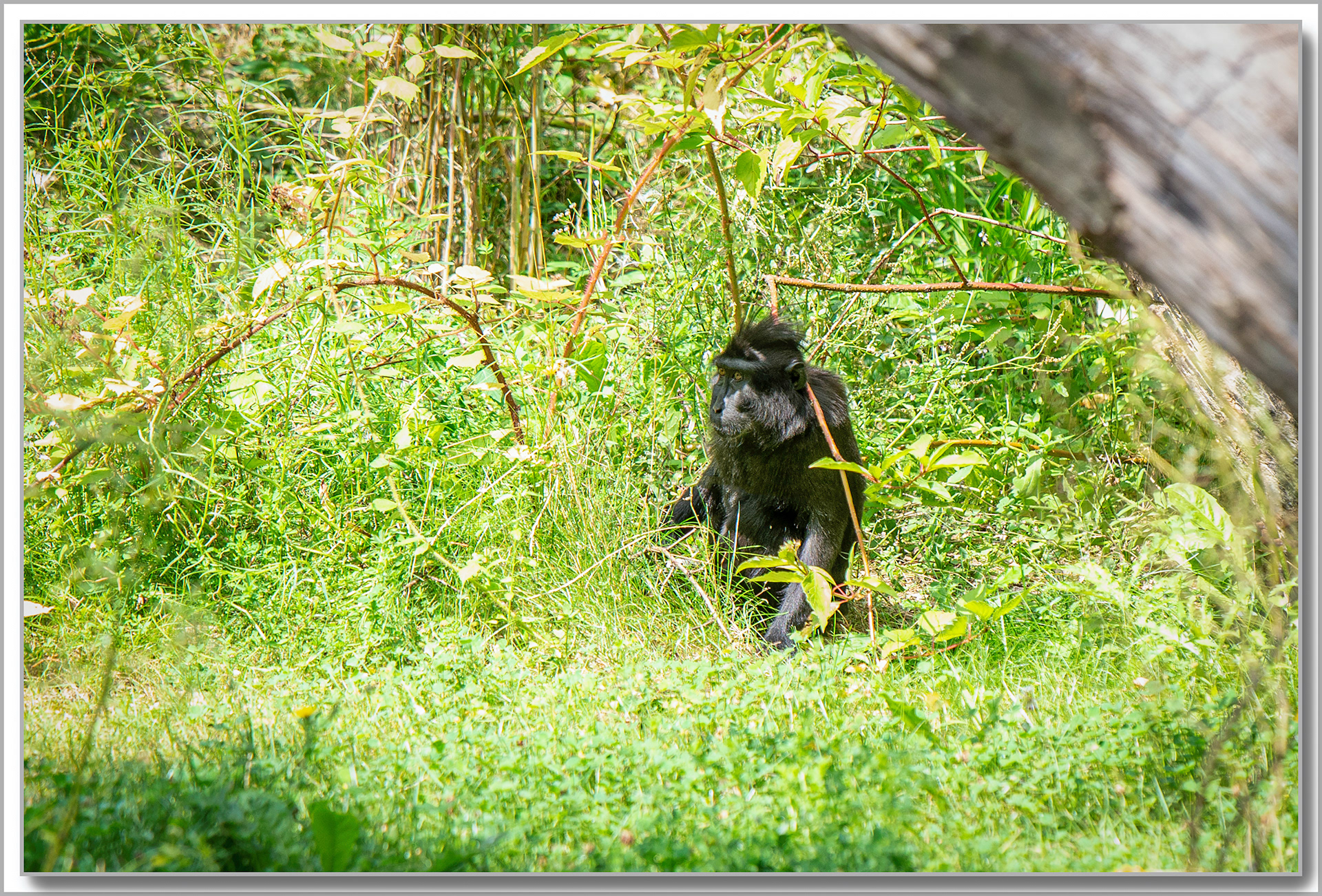 macaque à crête - Macaca Hecki