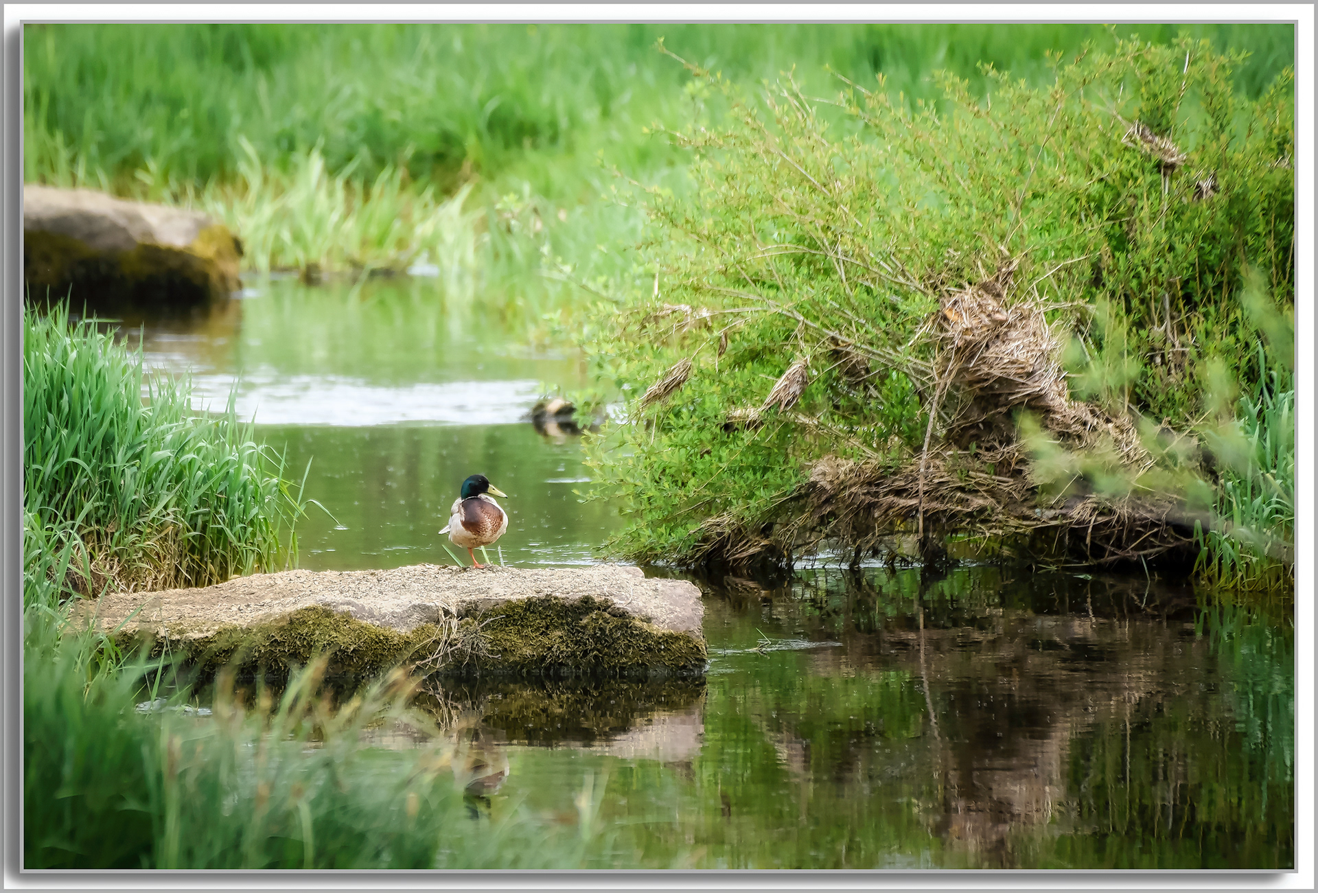 Canard Colvert - Anas platyrhynchos