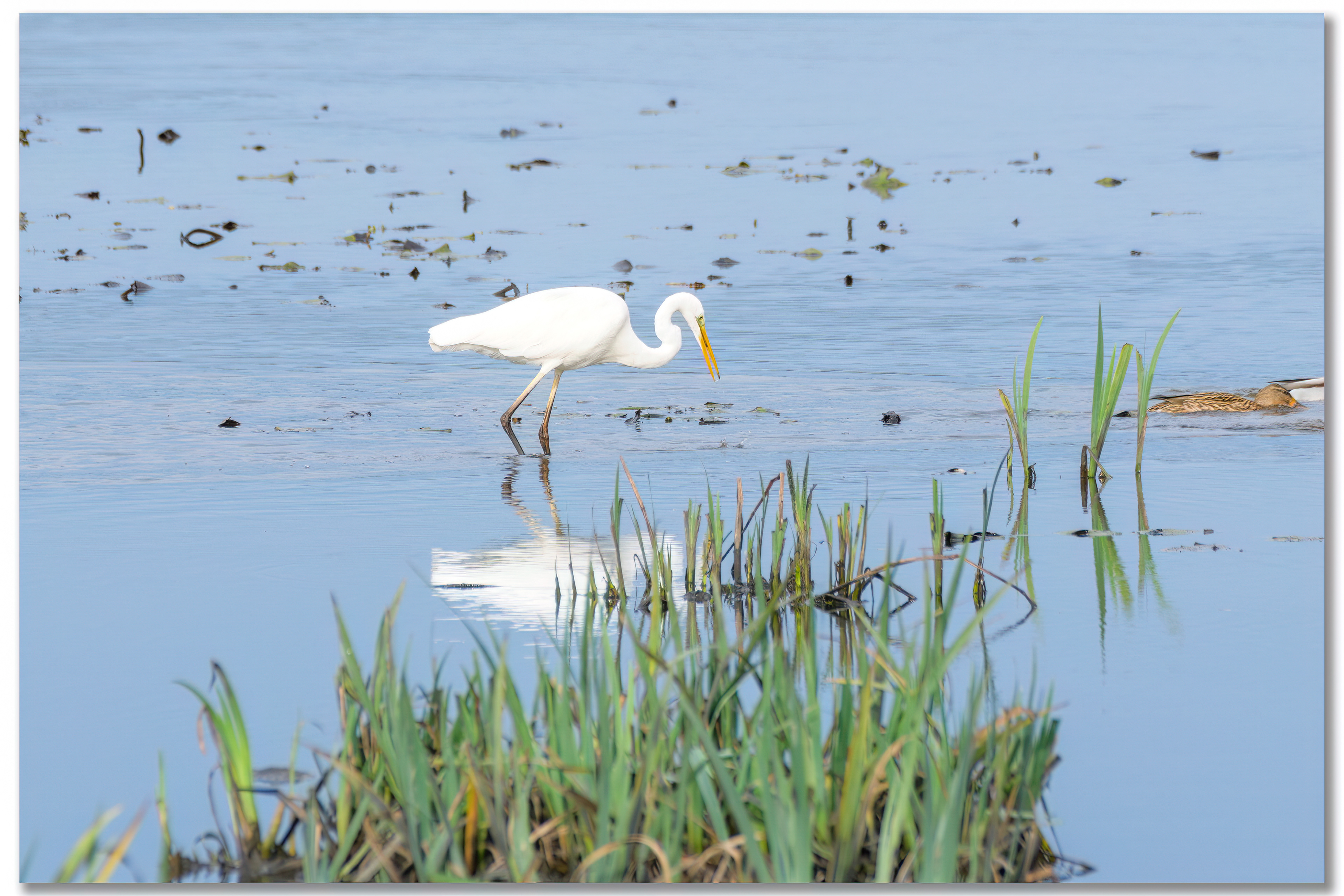 Grande aigrette - Ardea alba