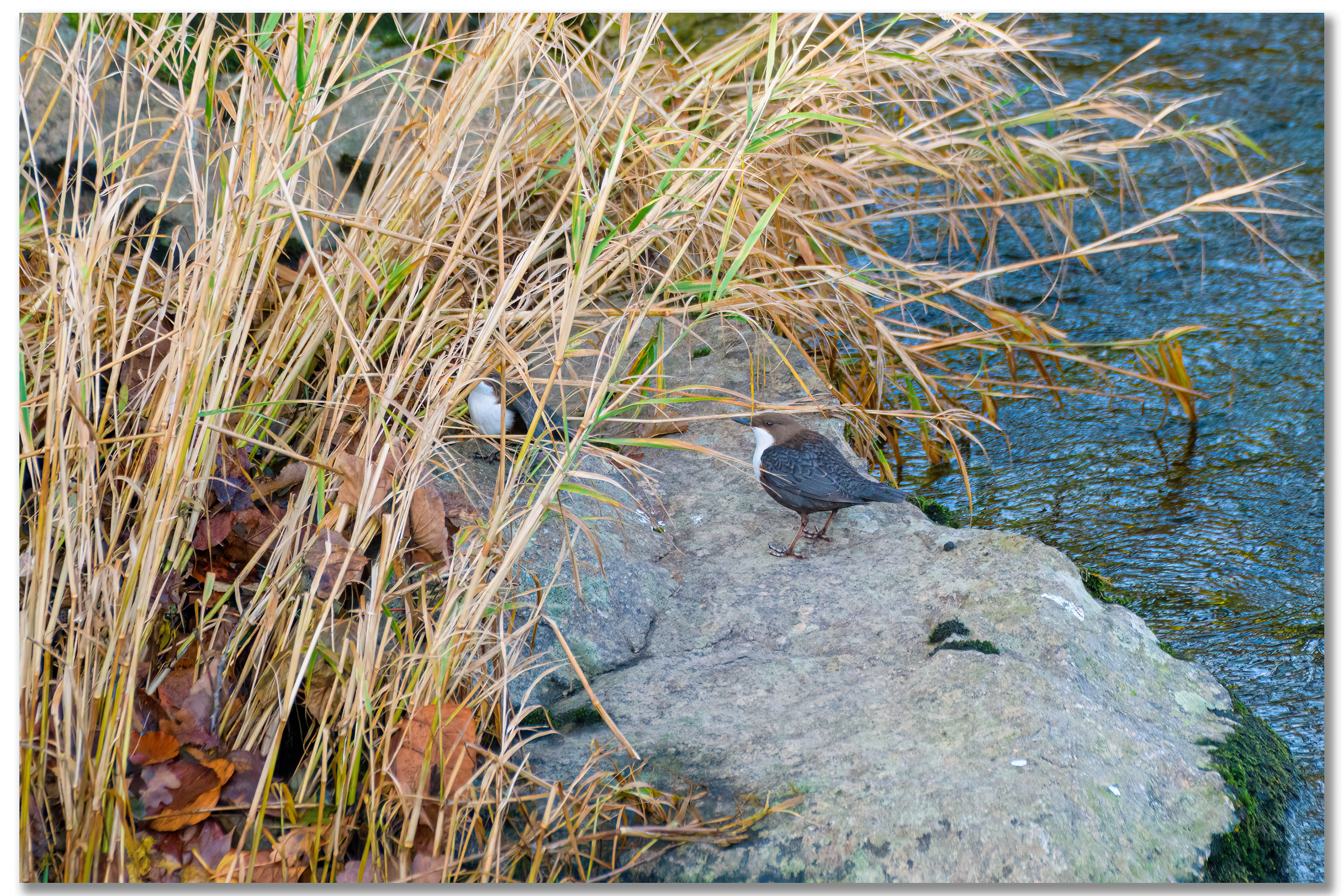 Cincle plongeur - Cinclus cinclus