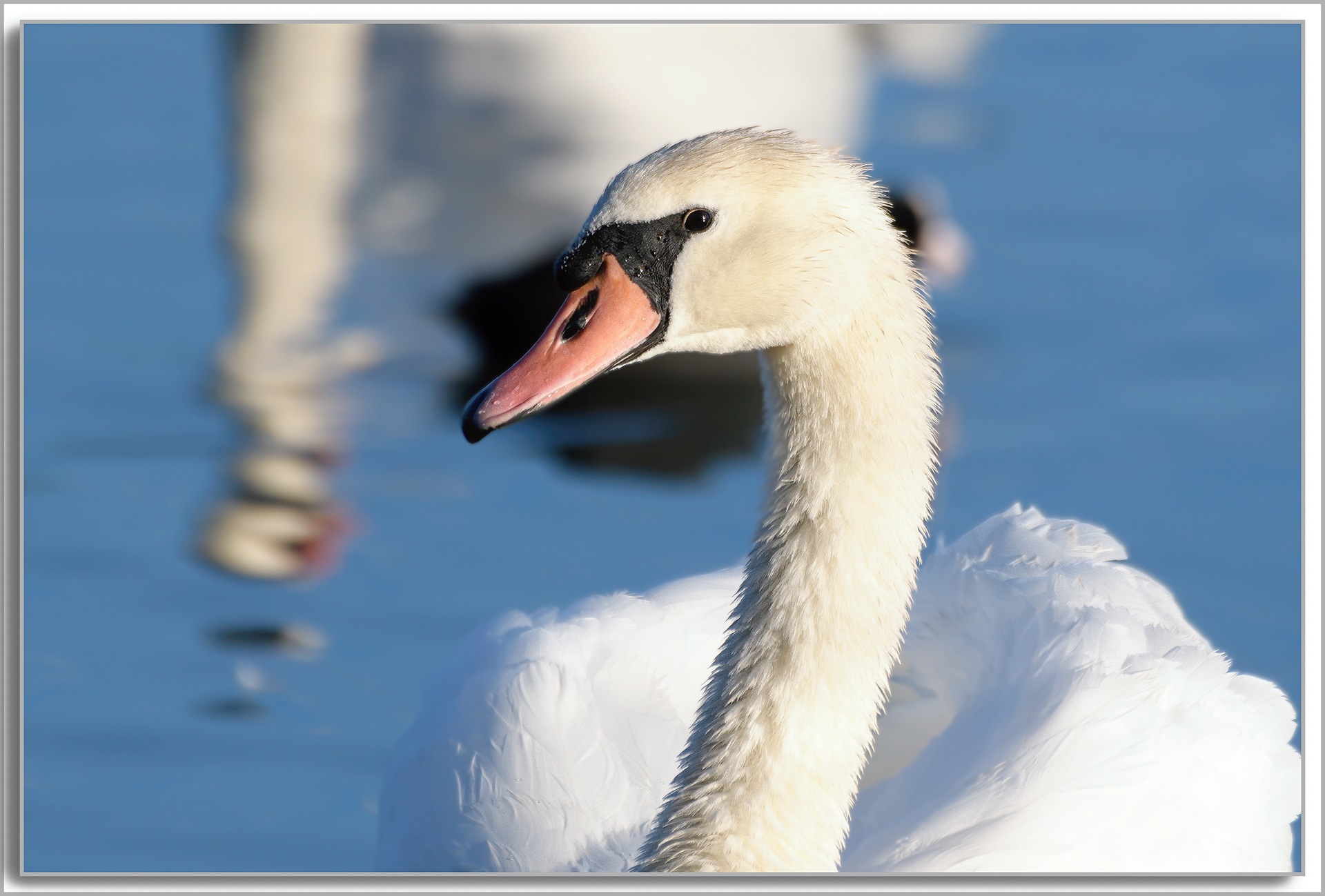 Cygne turberculé - Cygnus Olor