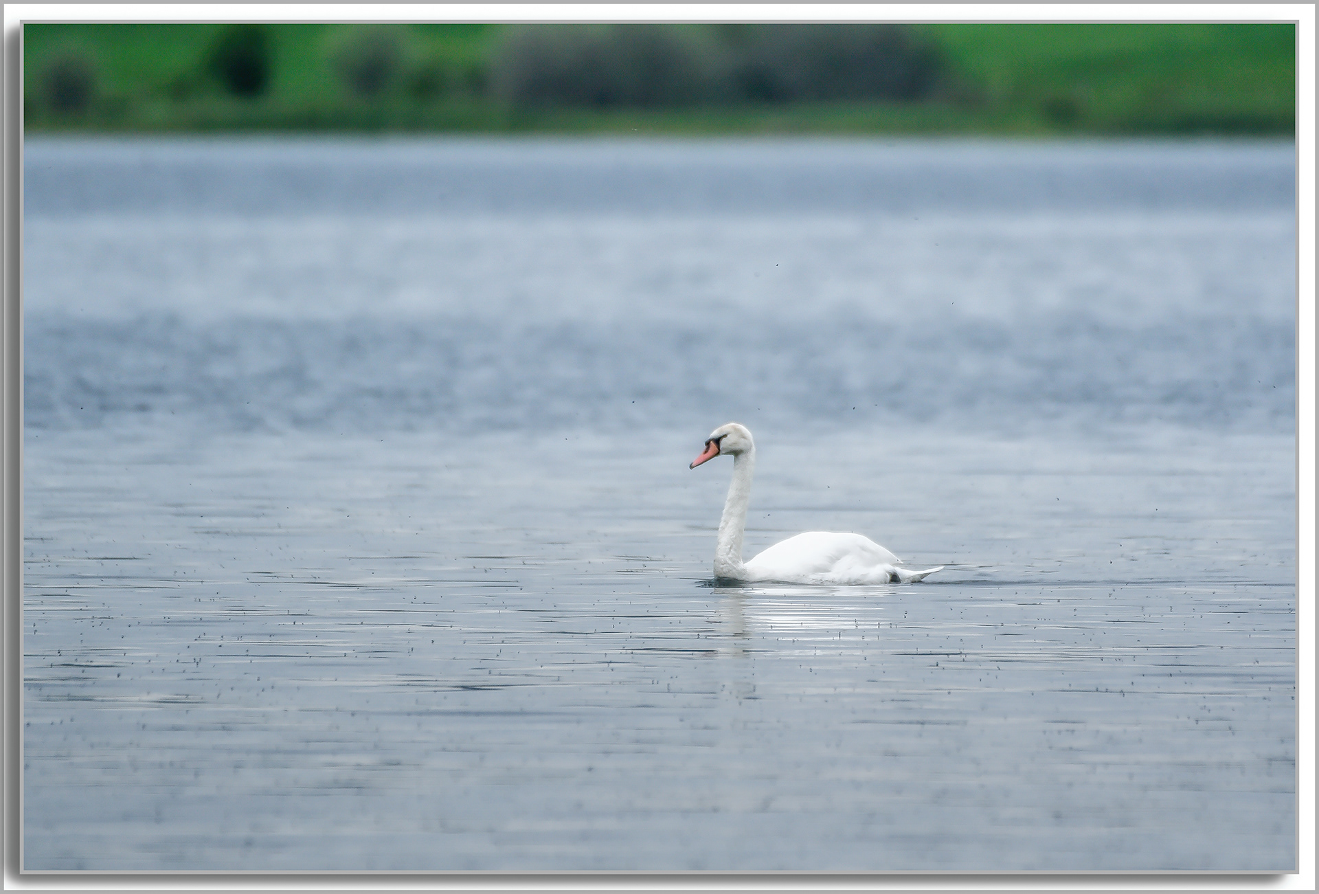Cygne turberculé - Cygnus Olor