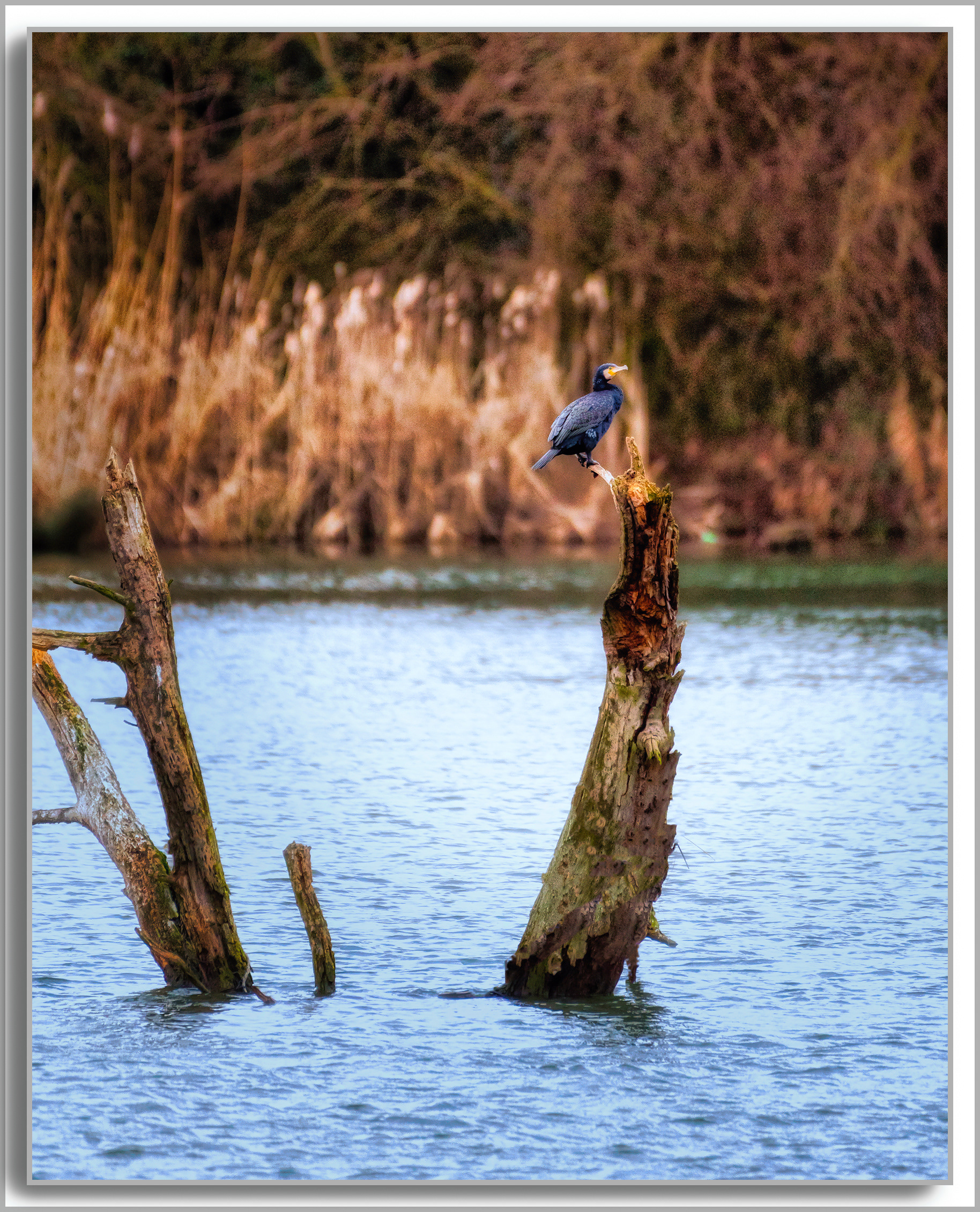 Grand Cormoran - Phalacrocorax carbo