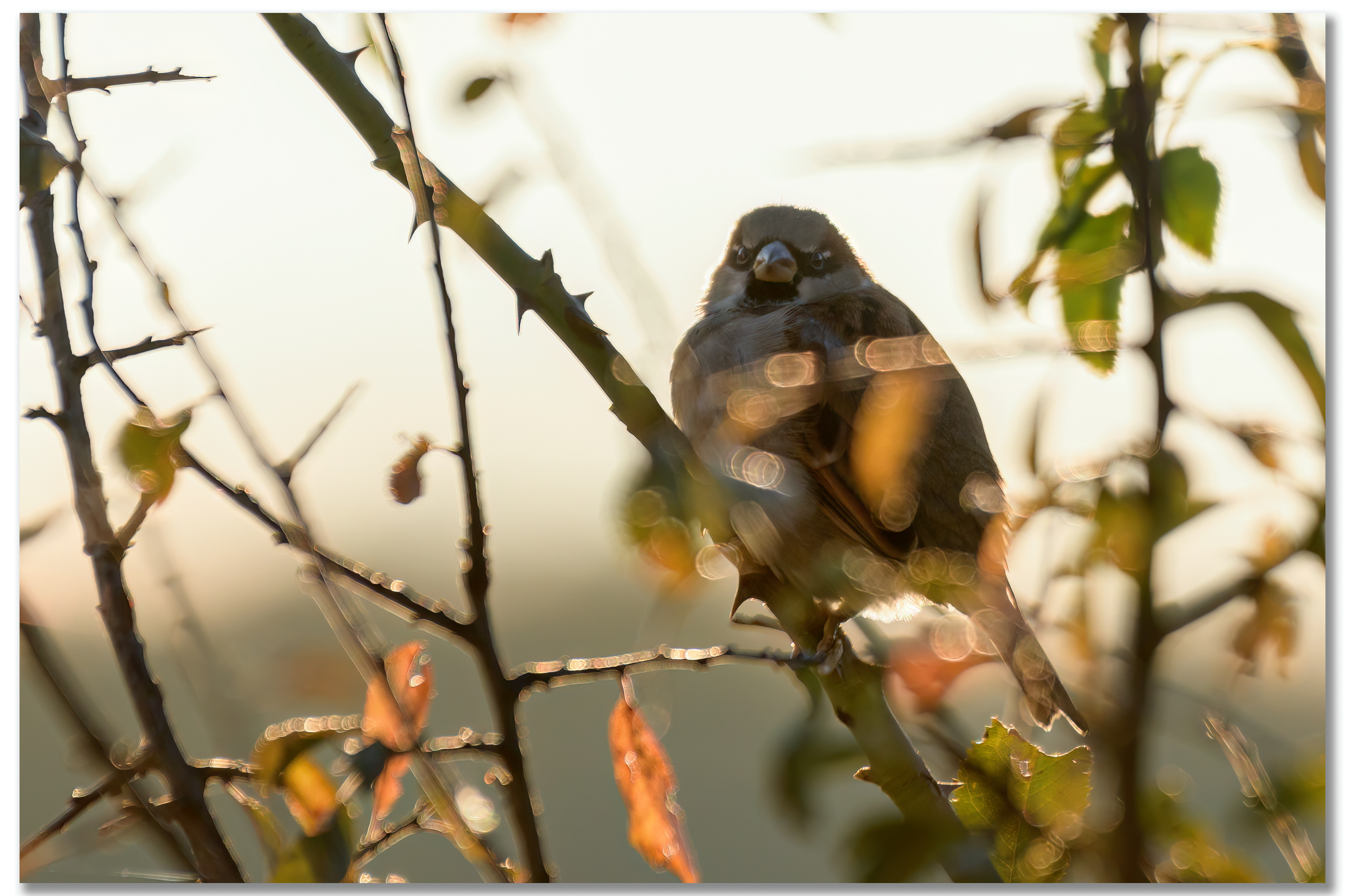 Moineau domestique - Passer domesticus