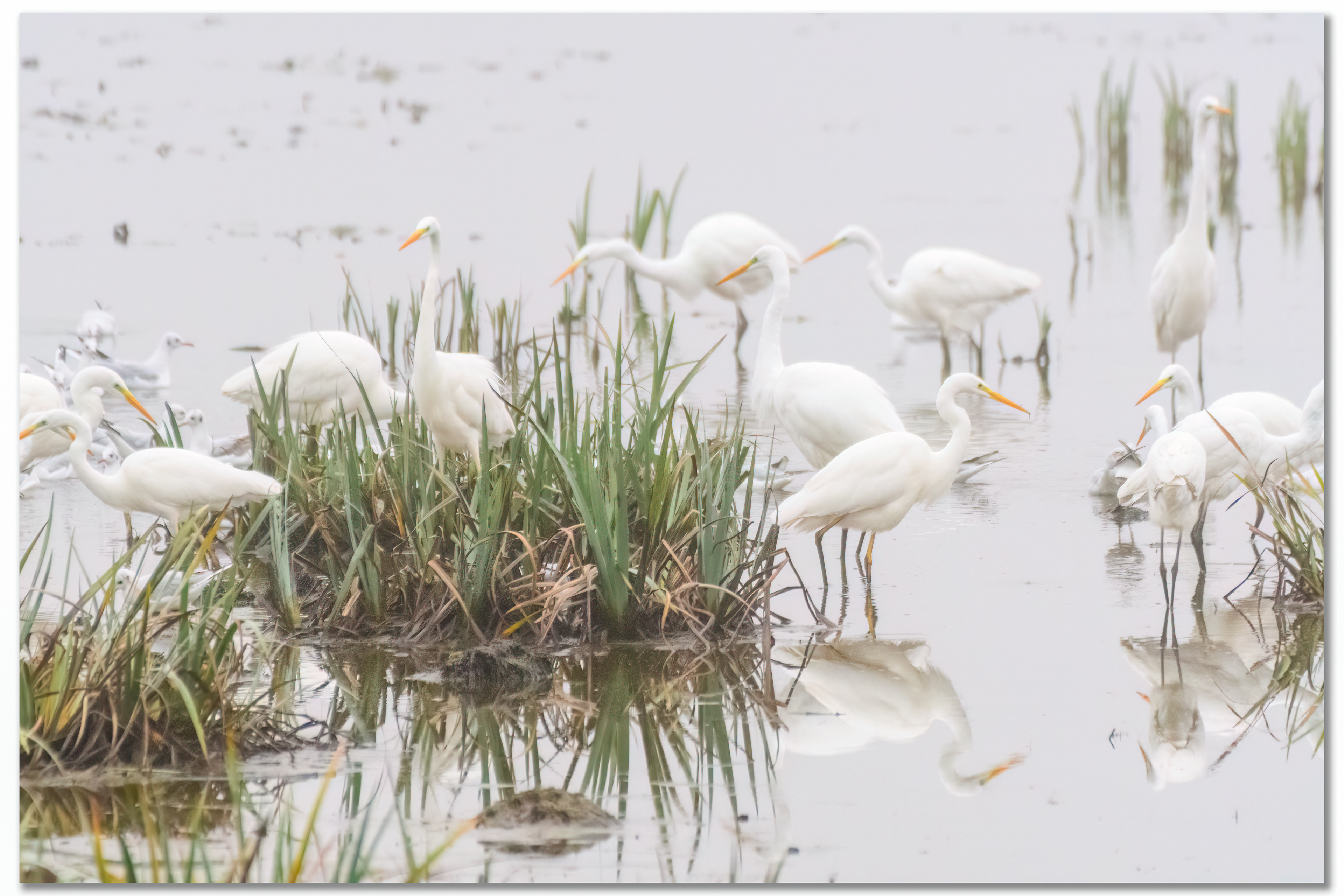 Grande Aigrette - Ardea Alba, Mouette rieuse - Chroicocephalus ridibundus