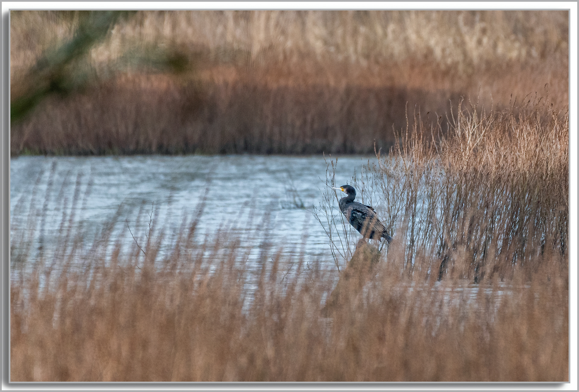 Grand Cormoran - Phalacrocorax carbo