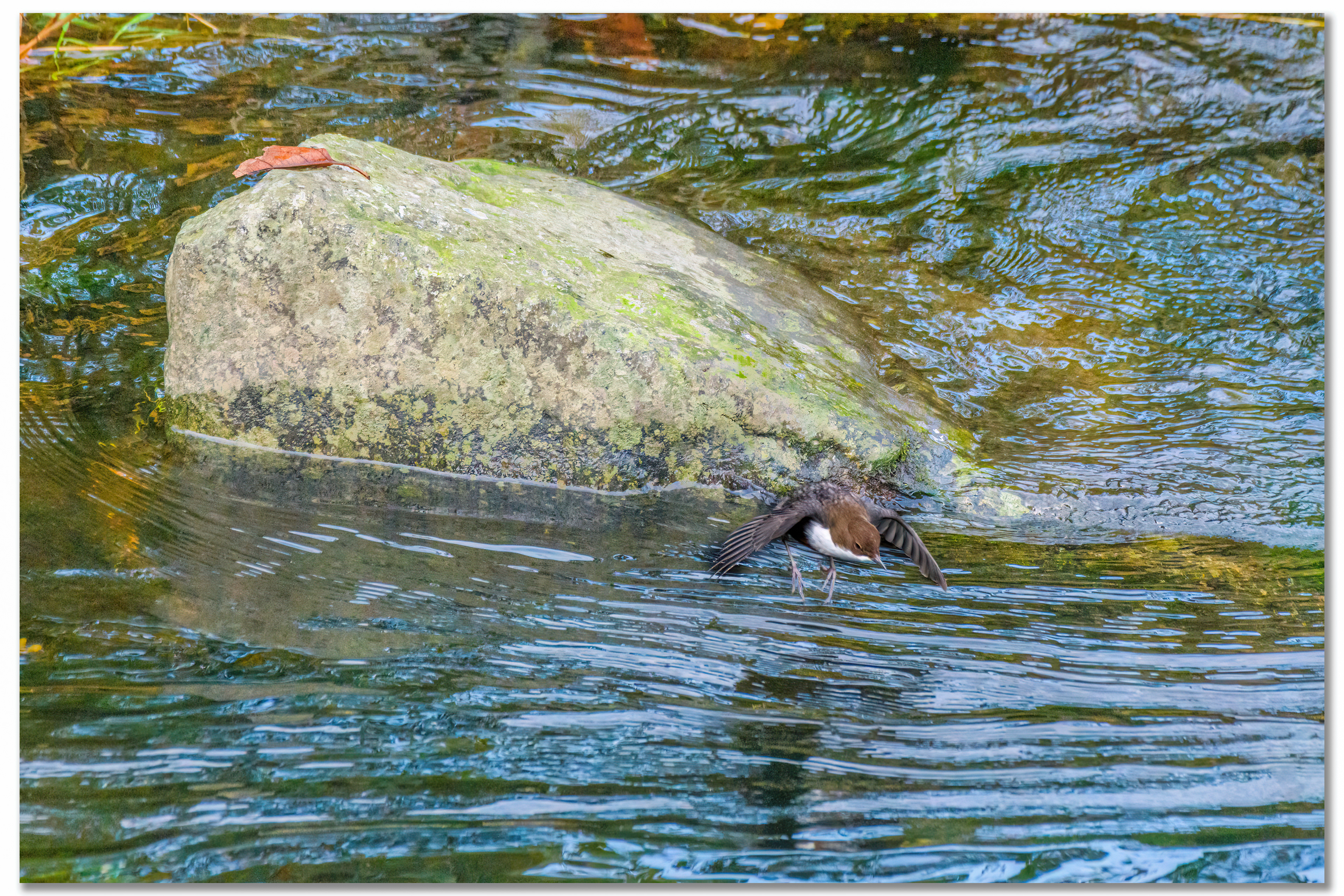 Cincle plongeur - Cinclus cinclus
