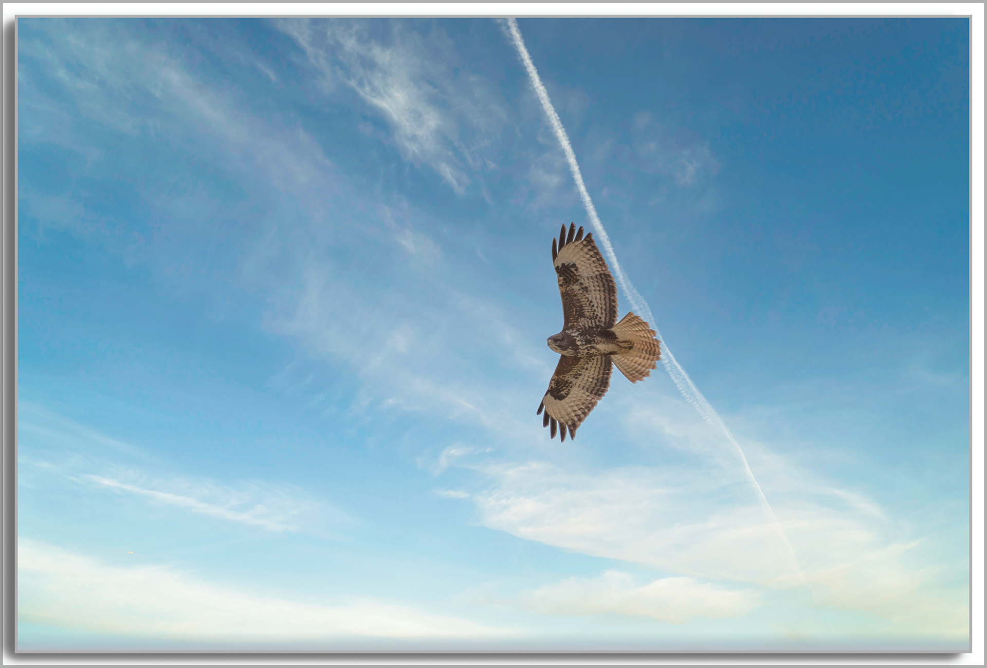 Buse variable - Buteo buteo