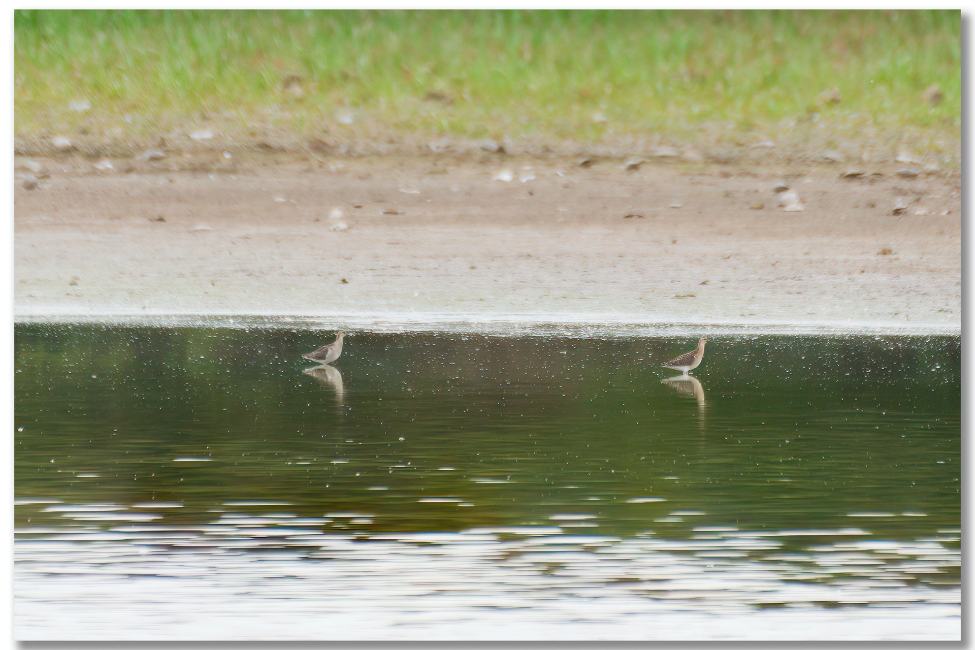 Combattant varié - Calidris pugnax