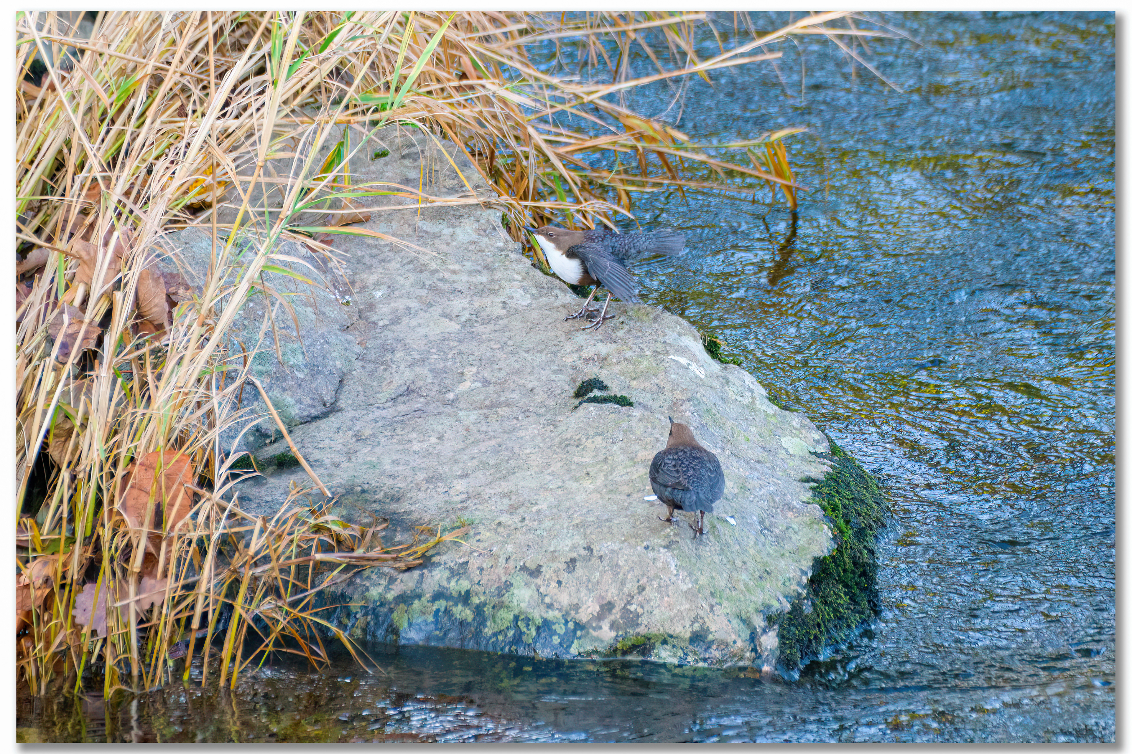 Cincle plongeur - Cinclus cinclus