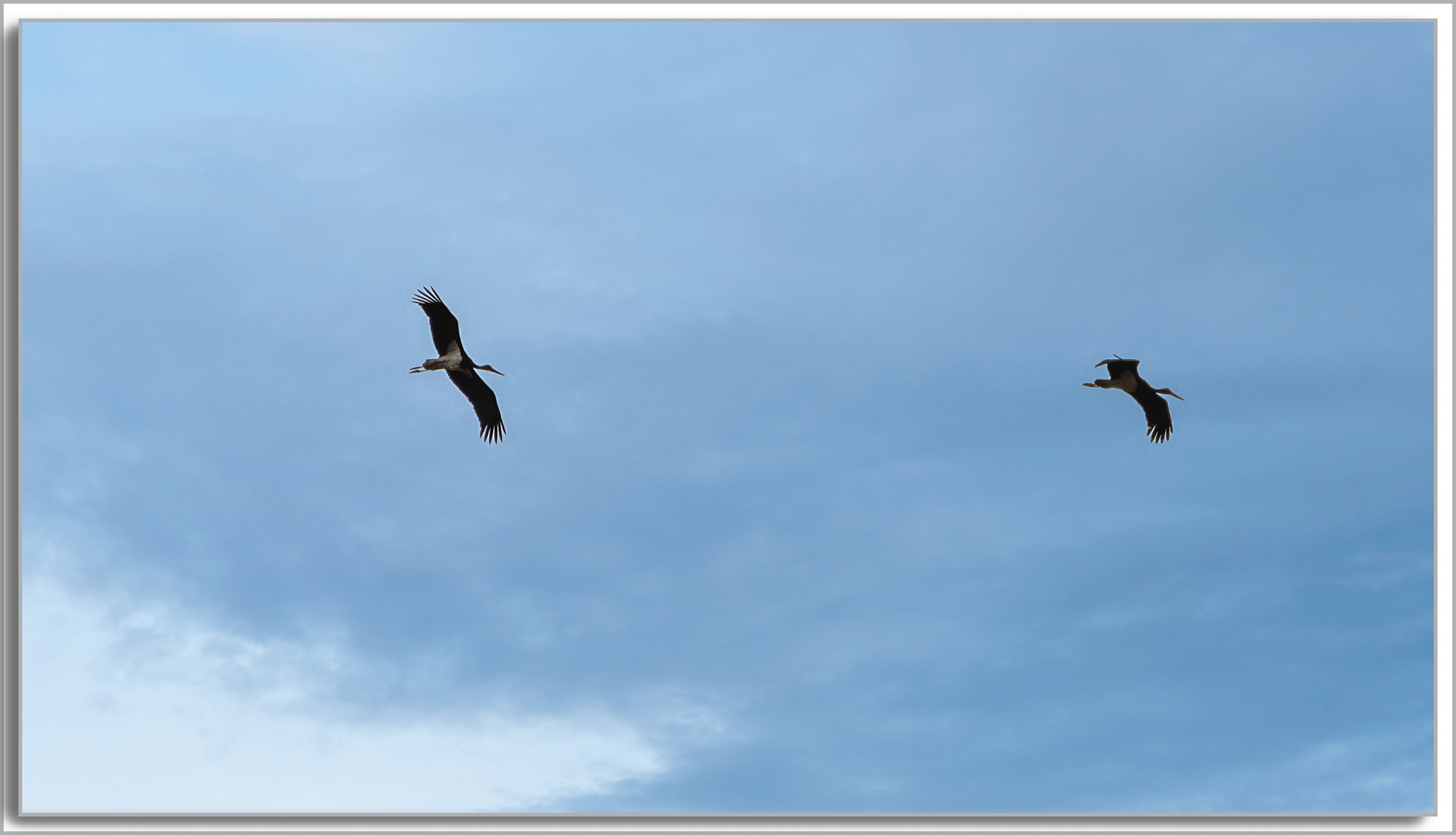 Cigogne noire - Ciconia nigra