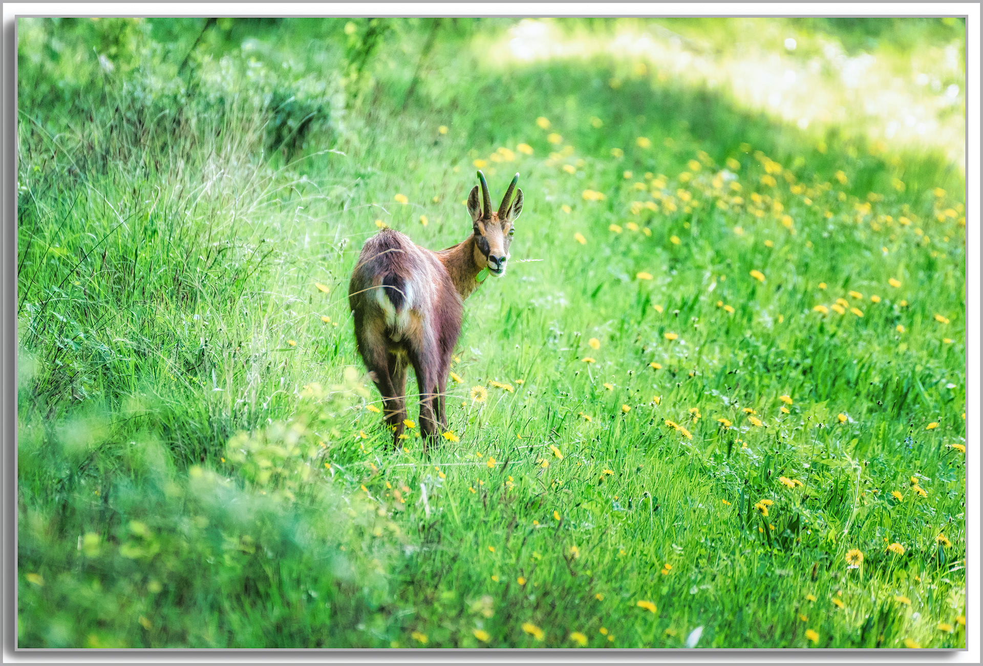 Chamois - Rupicapra rupicapra