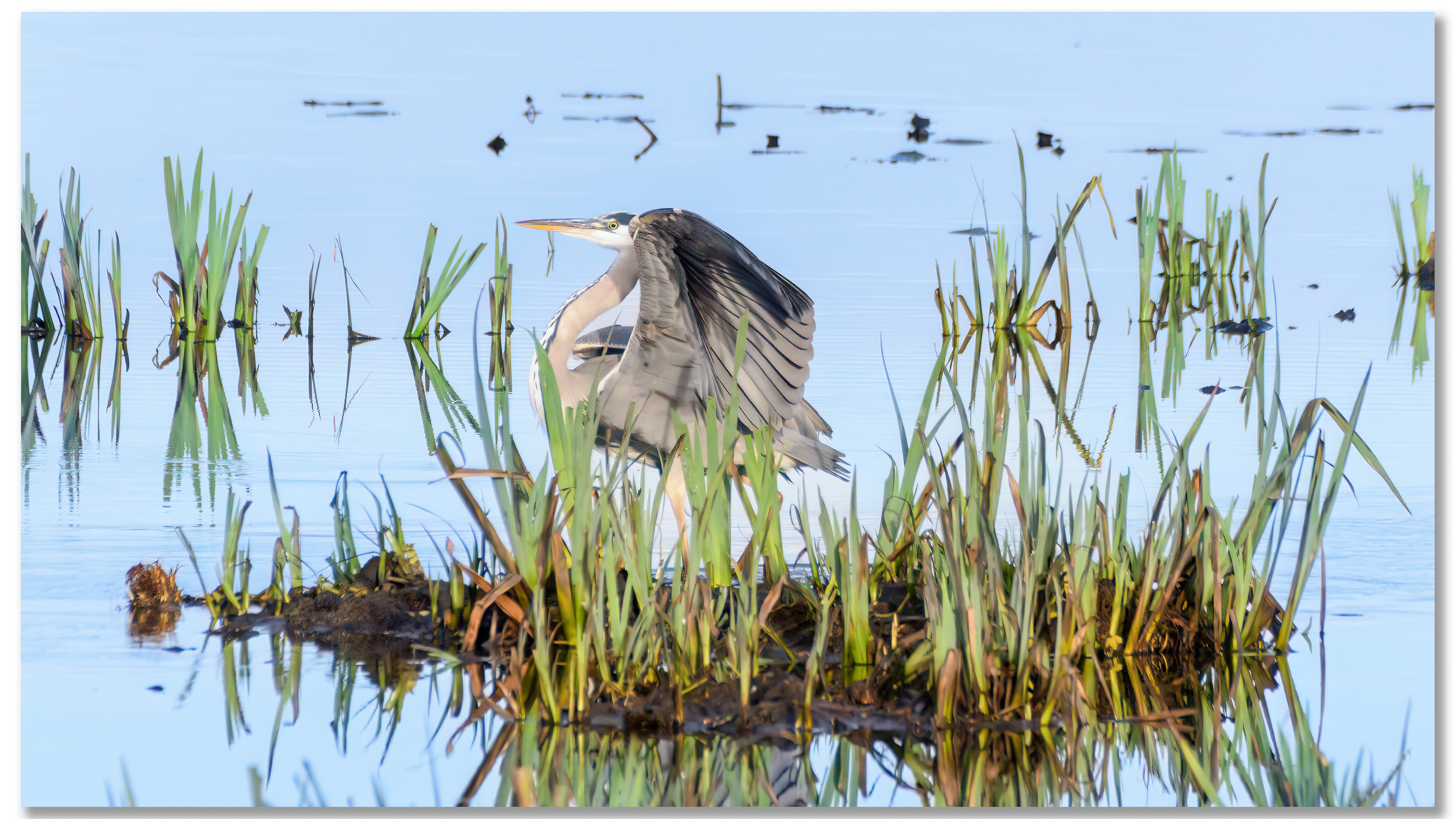 Héron cendré - Ardea Cinerea