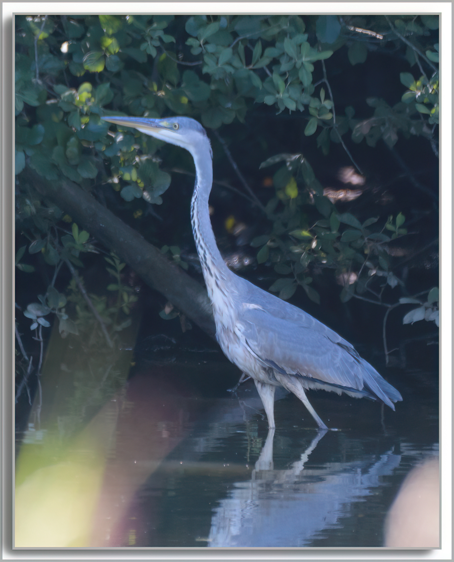 Héron cendré - Ardea Cinerea